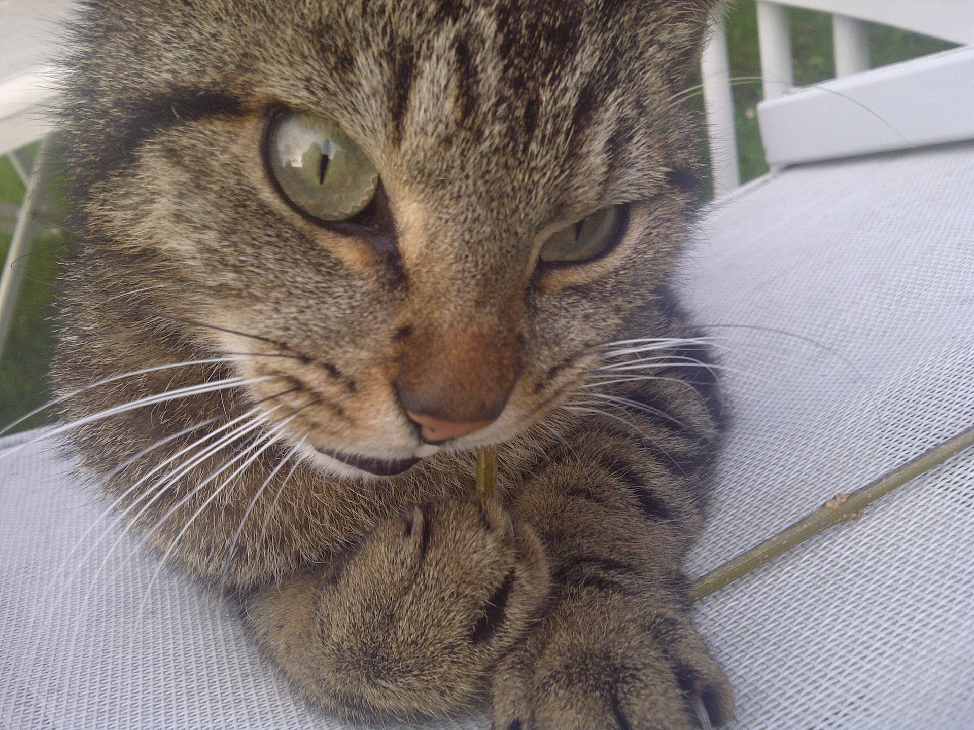 Mikauw is soms een beetje gek