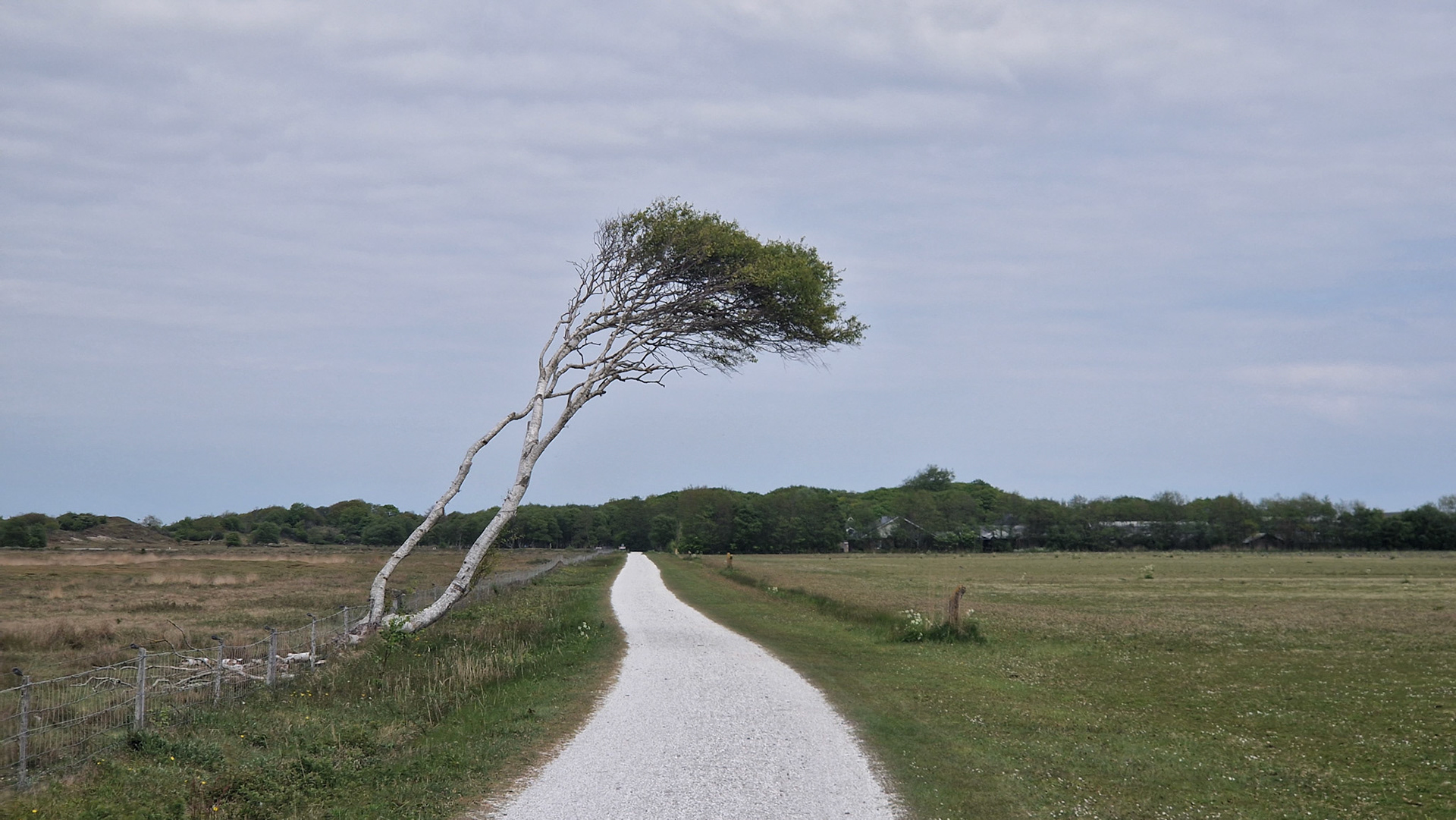 Wind