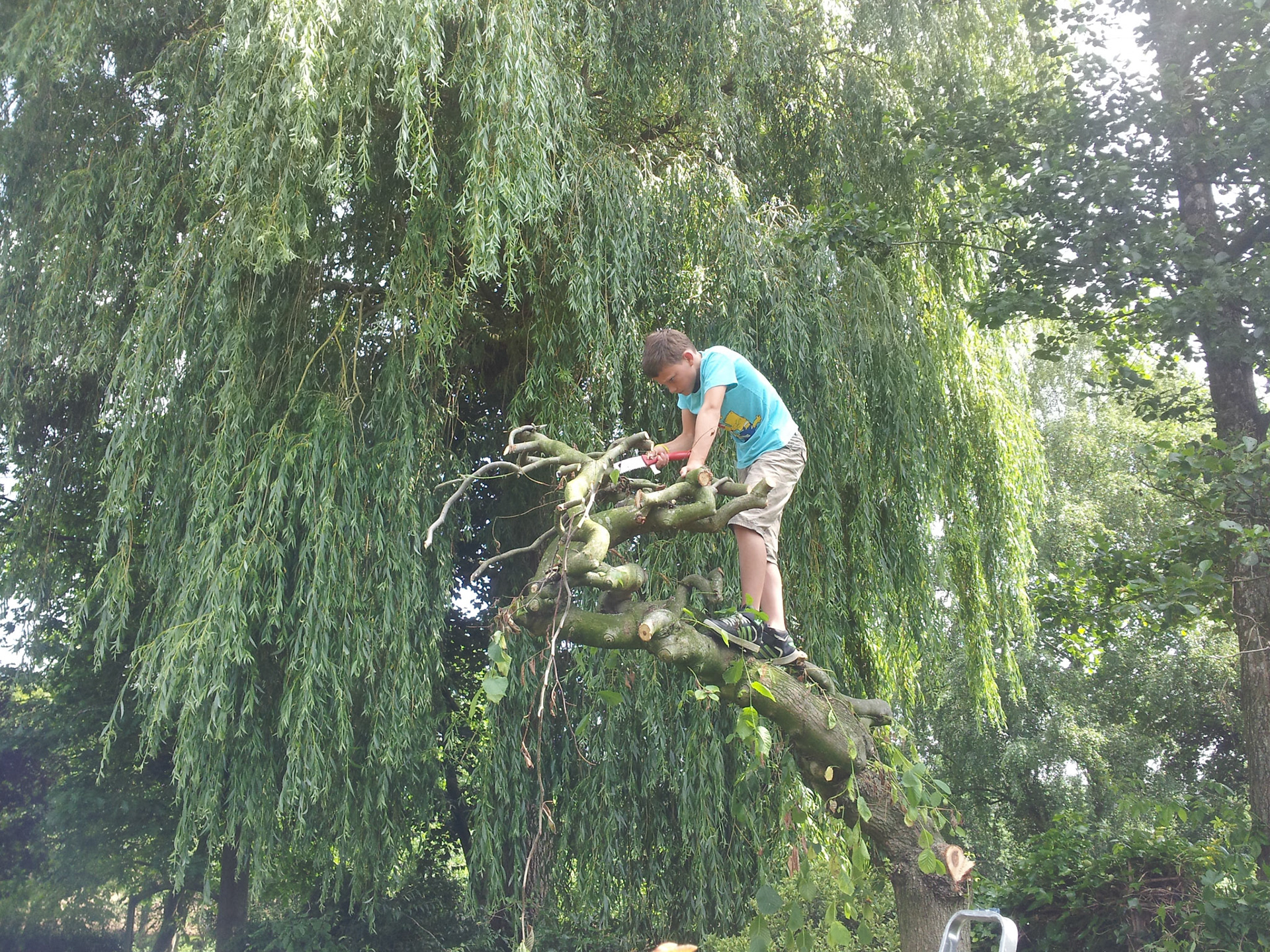 Joris zaagt de iep met iepziekte in stukken