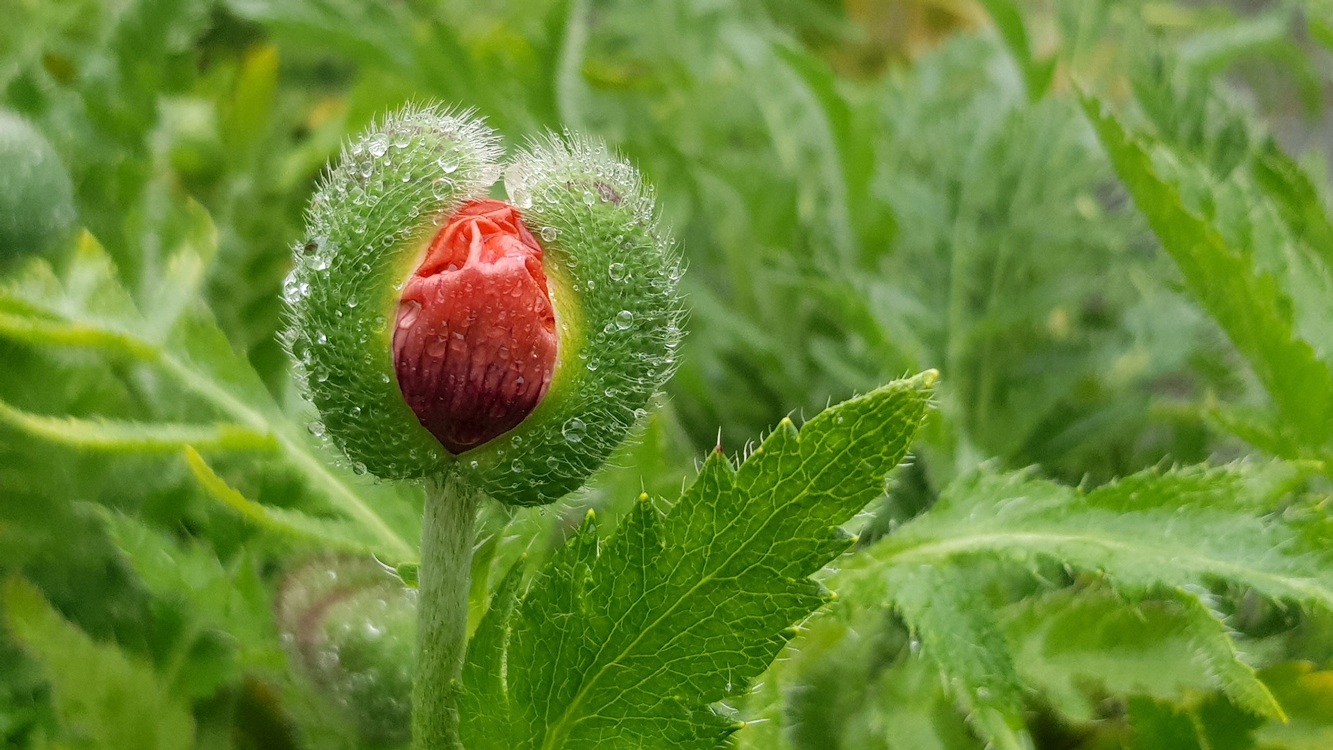 Regen in het tuincentrum