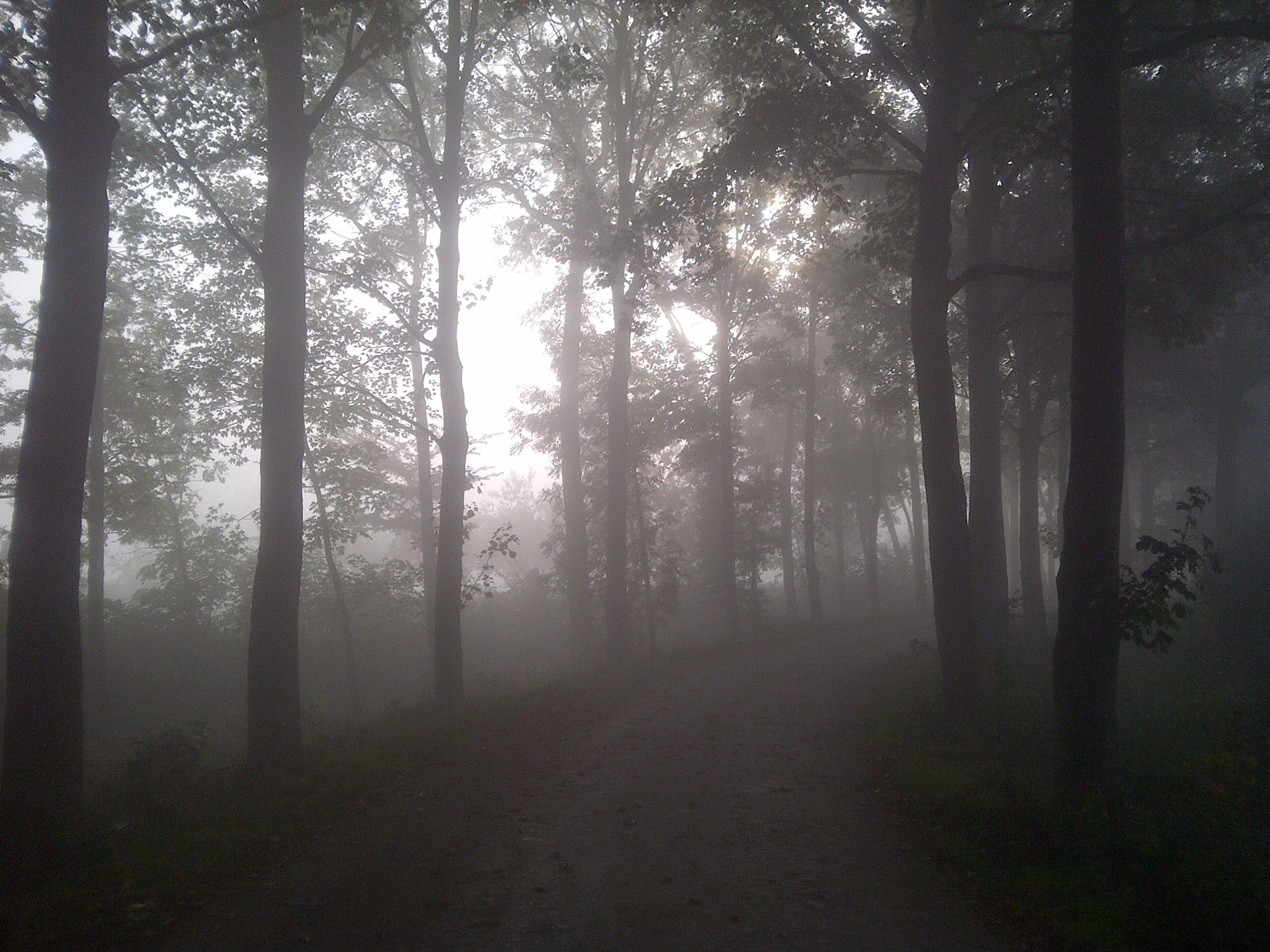 Magical Misty Morning