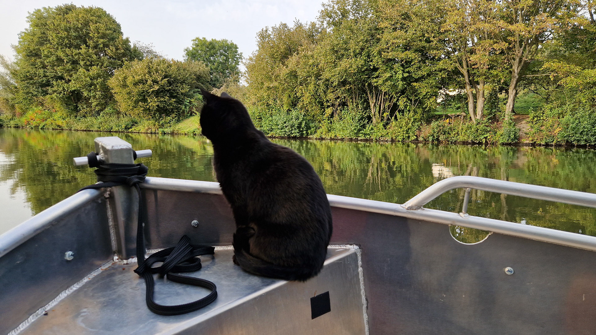 Captain kitty