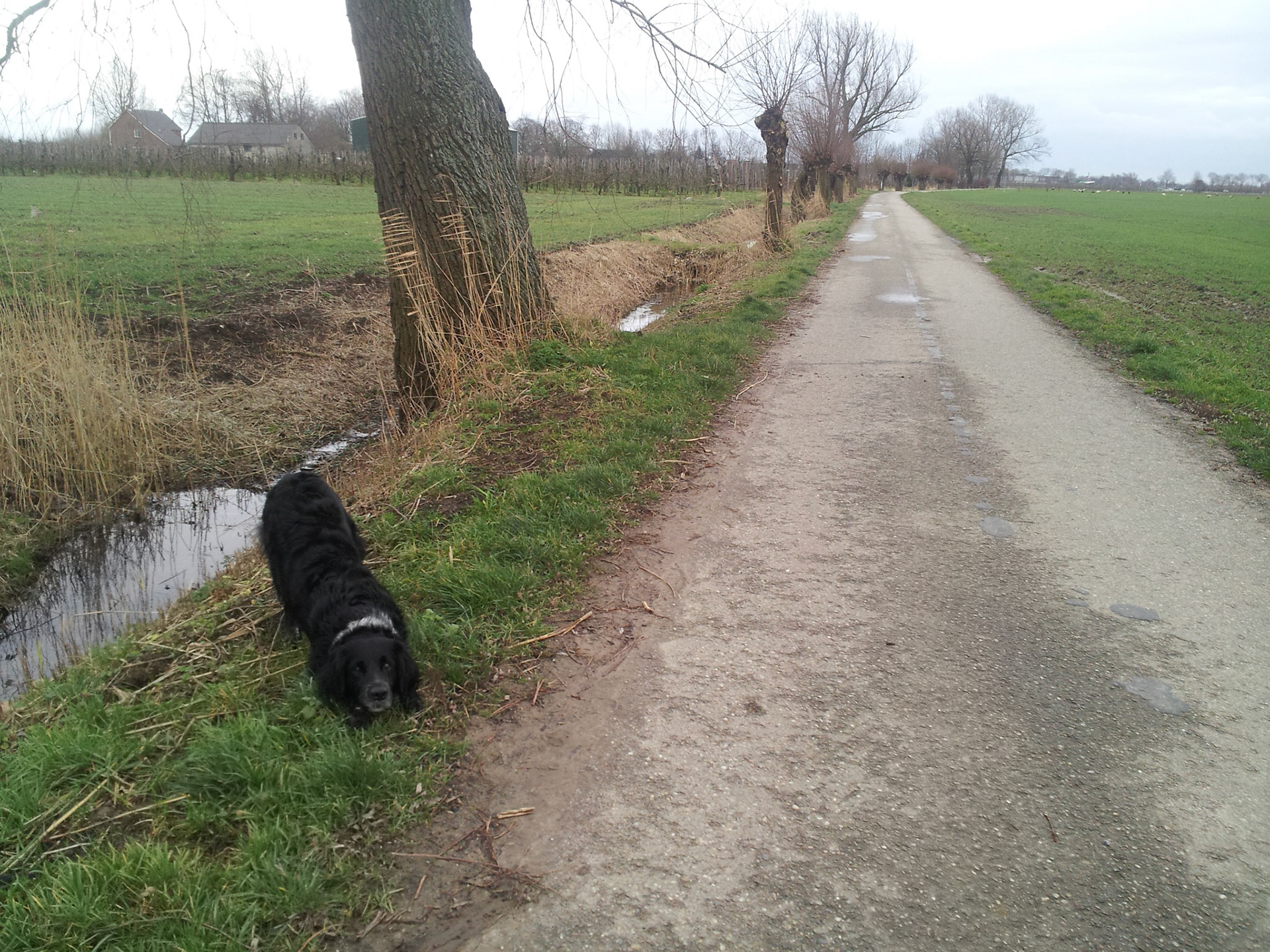 Brinie in afwachting van stok