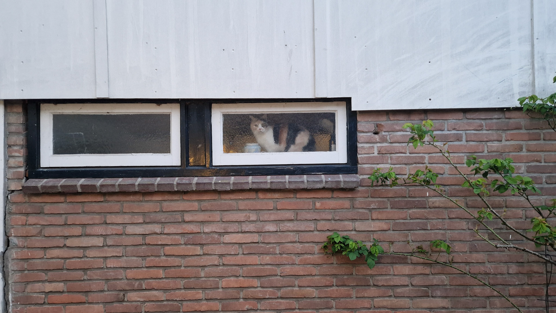 Curious neighbor