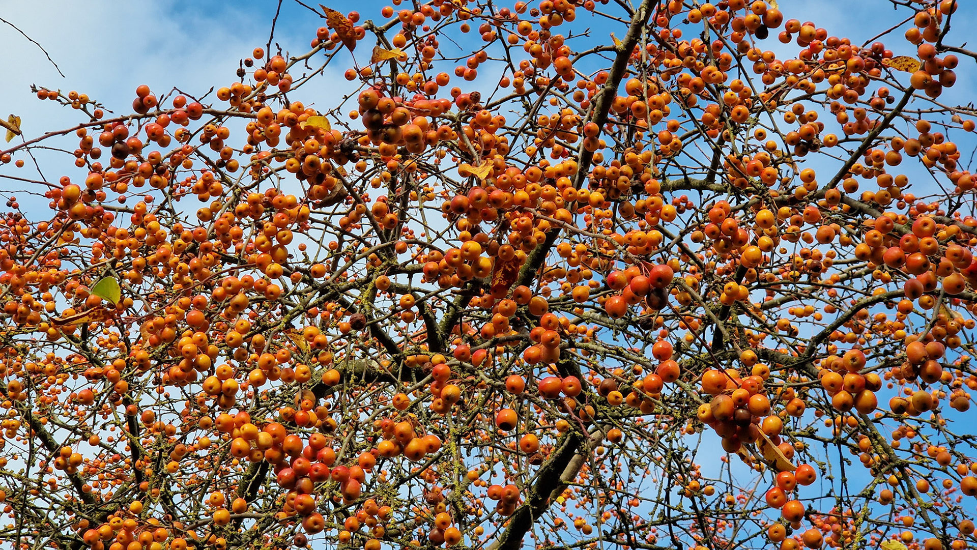 Klaar voor de koperwiek