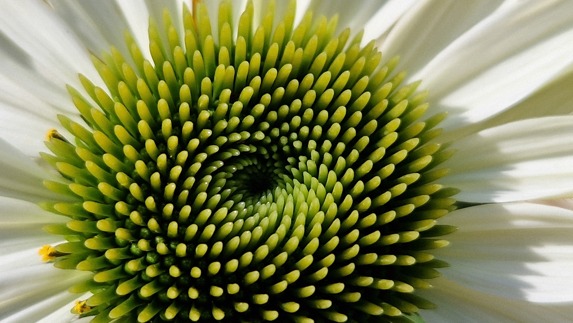 Spiraling flower