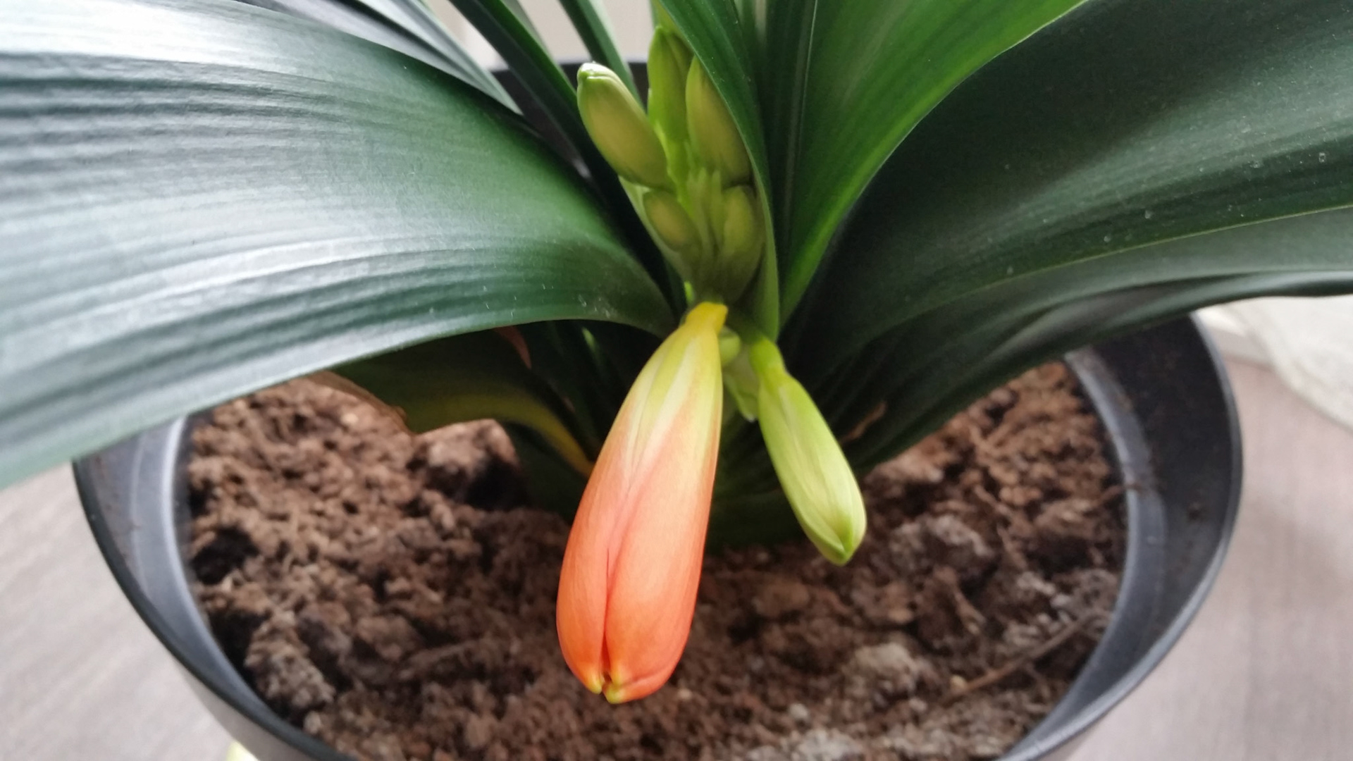 Als je de clivia maar genoeg verwaarloost