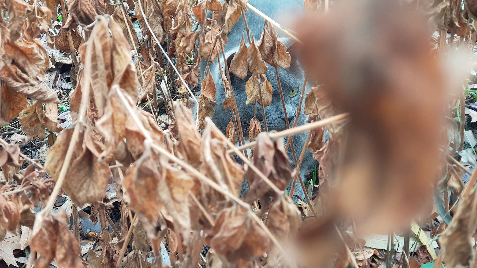 Ambush