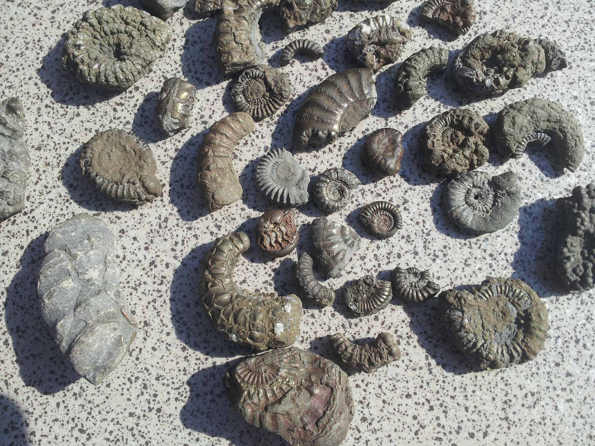 De fossiele vangst van vandaag