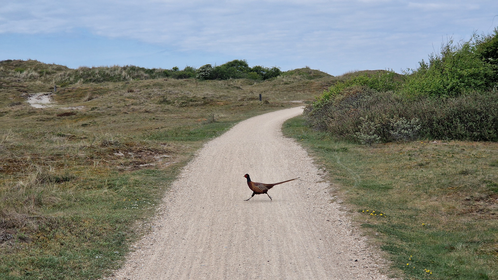 Running buddy