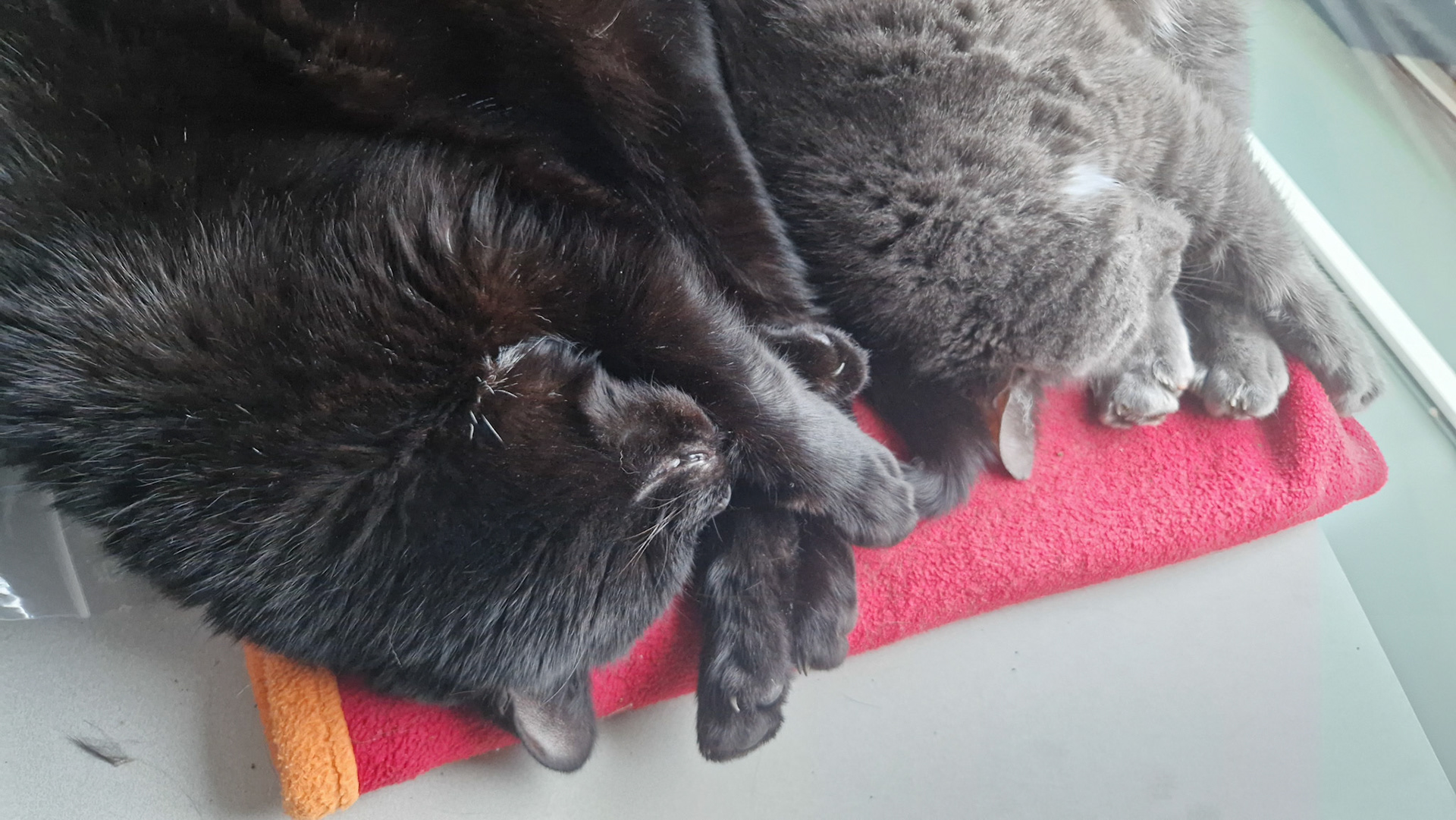 Monochromatic brothers