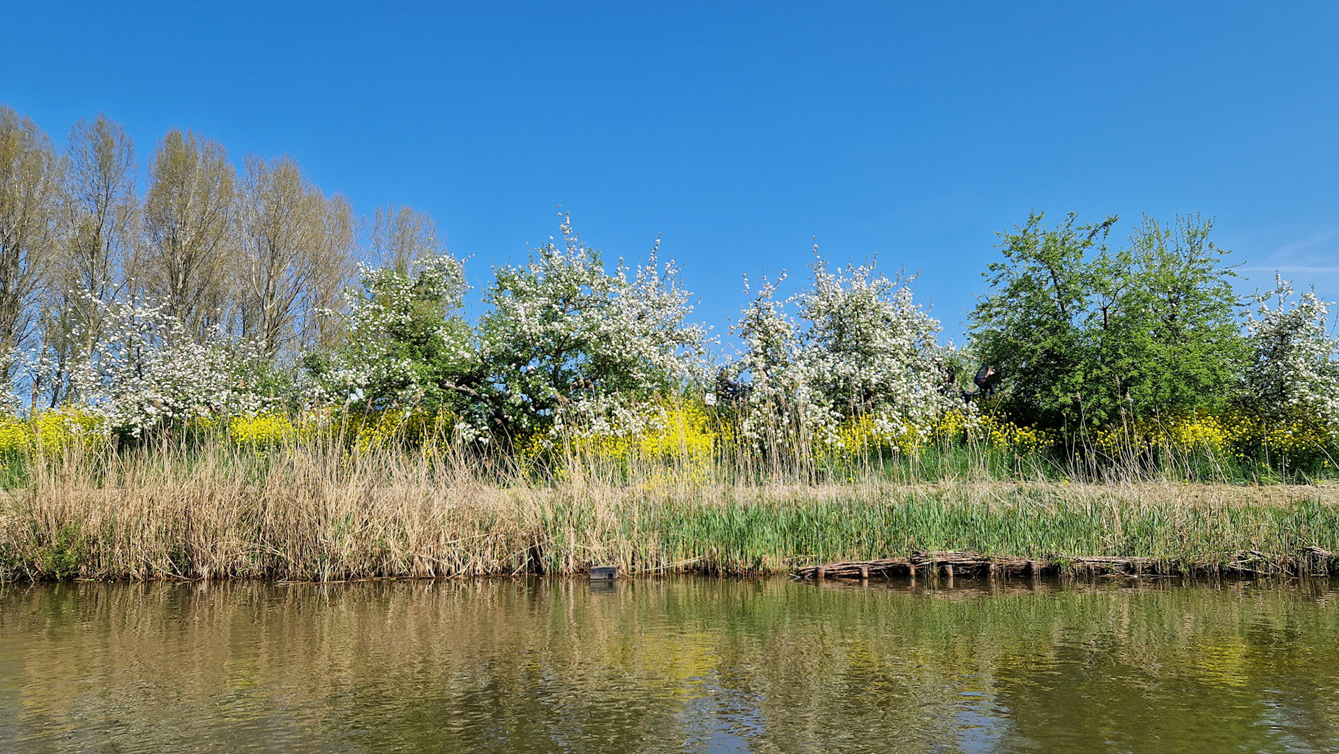 Appeldijkbloesem
