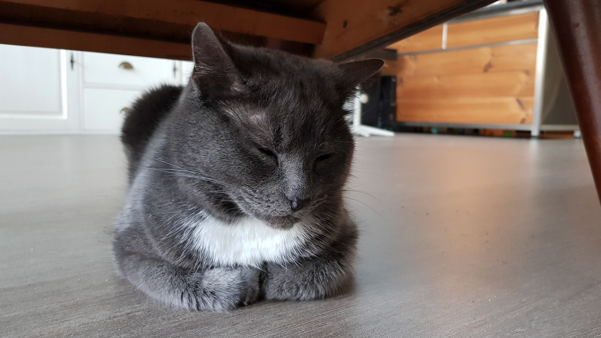 Ingeklapte kitty