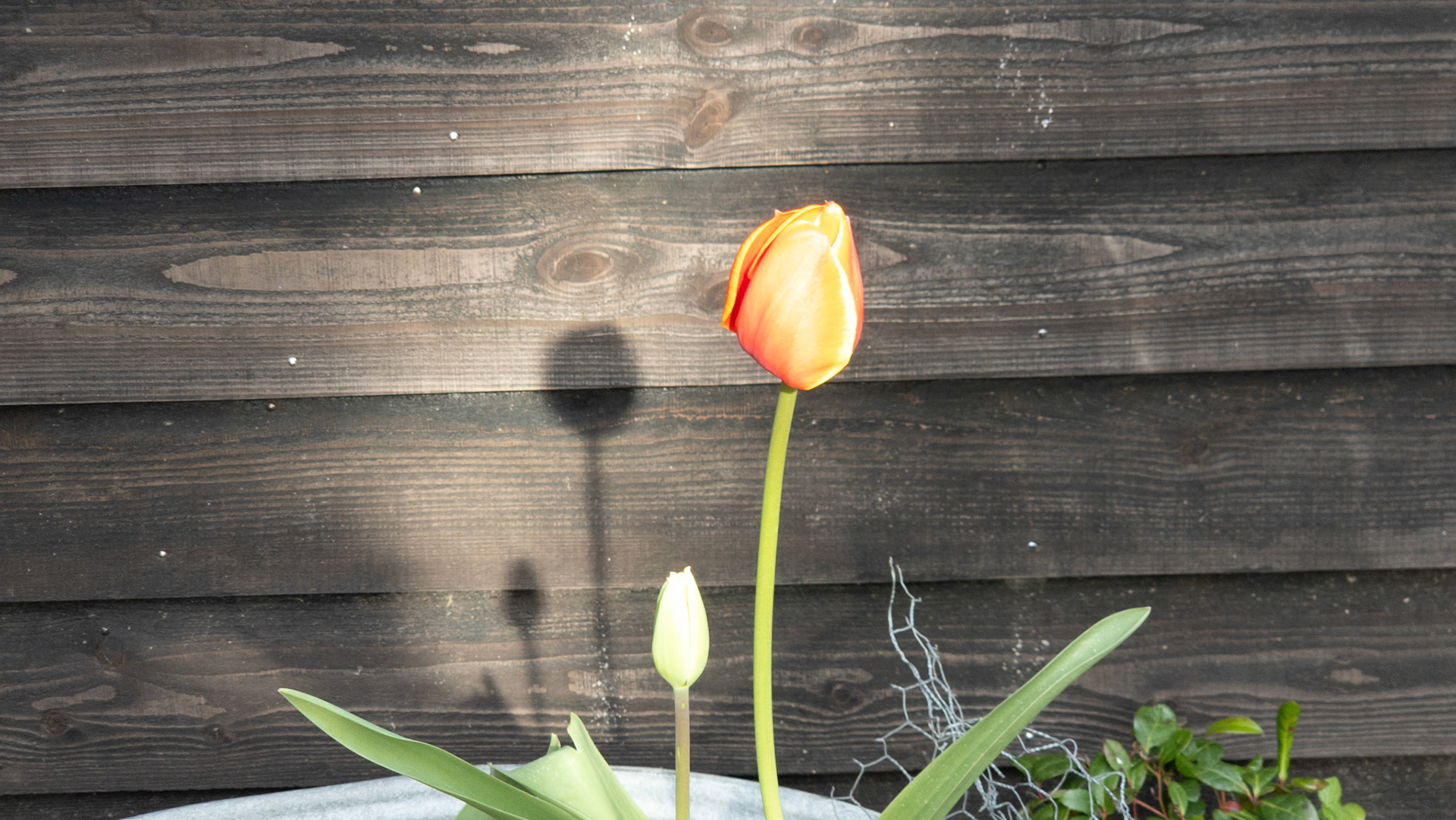 Spotlight tulip