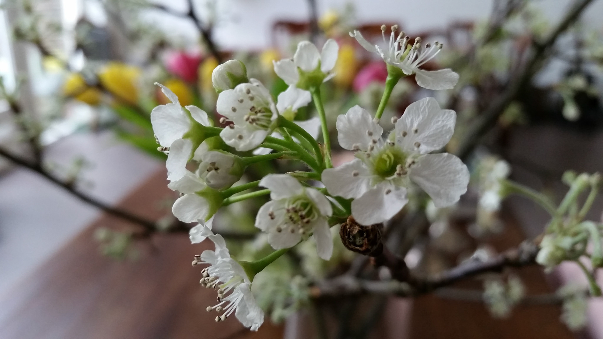 Bloesem is vroeg... binnen