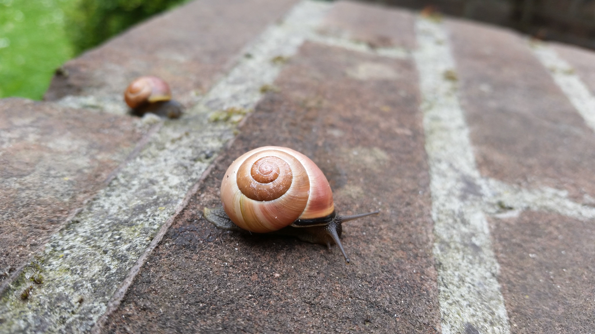 Mooie slak na regenbui