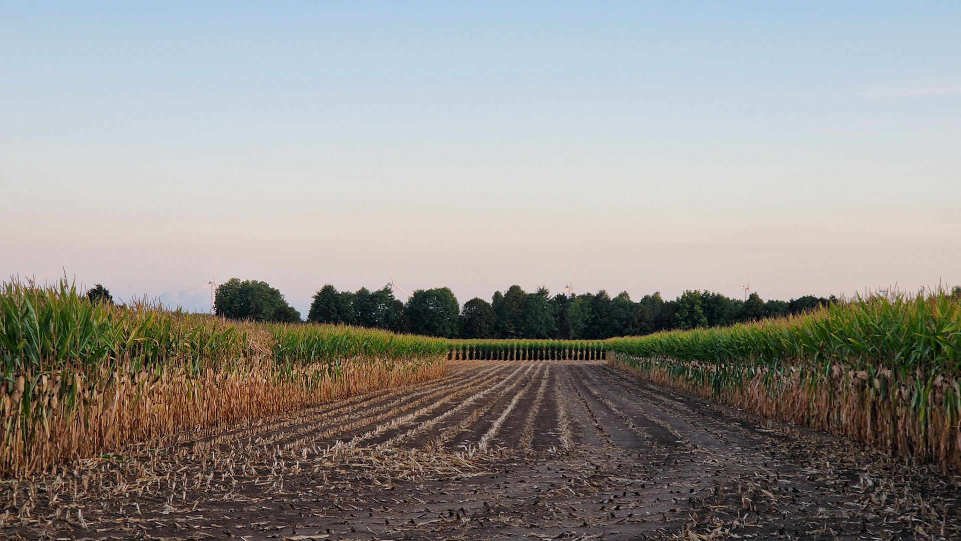 Corn gap