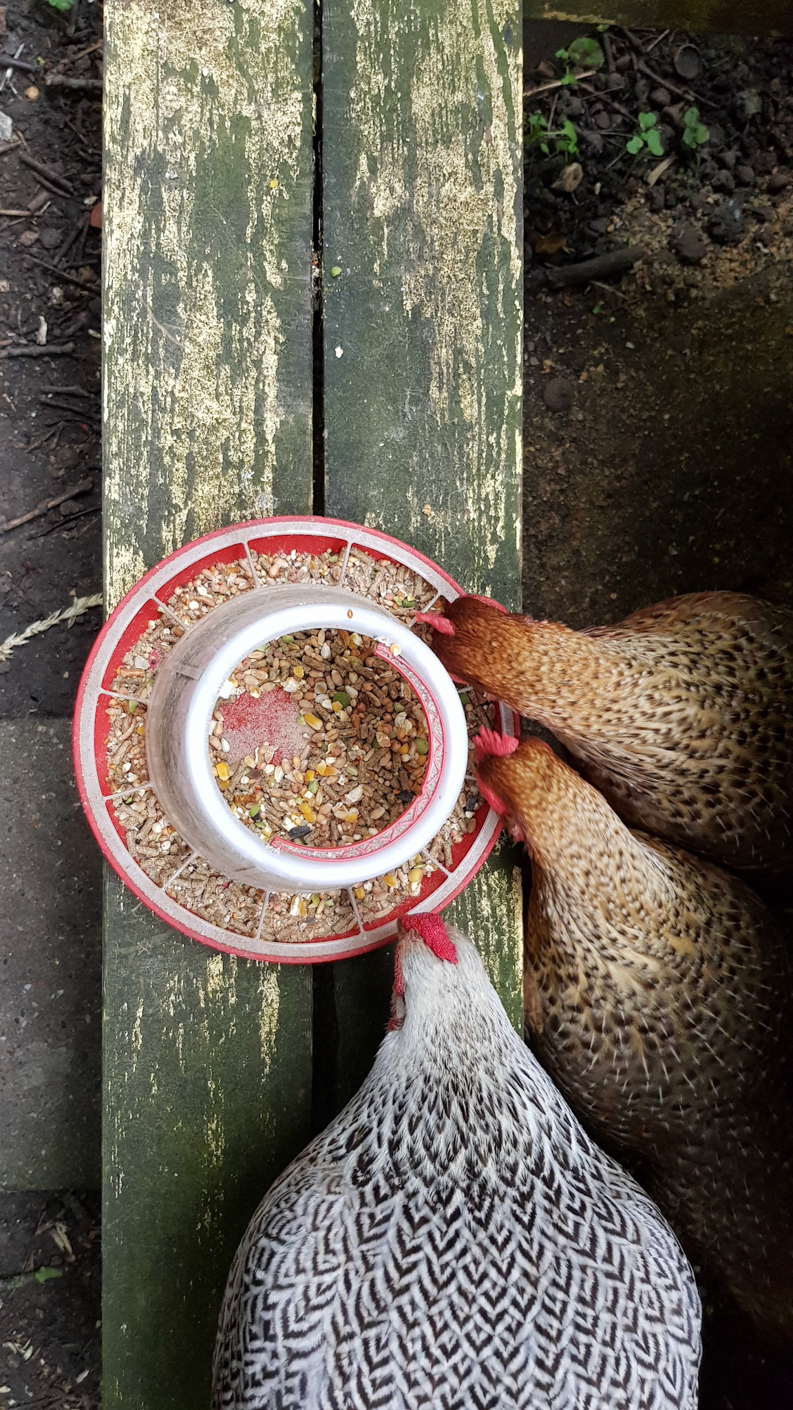 Hungry chickens