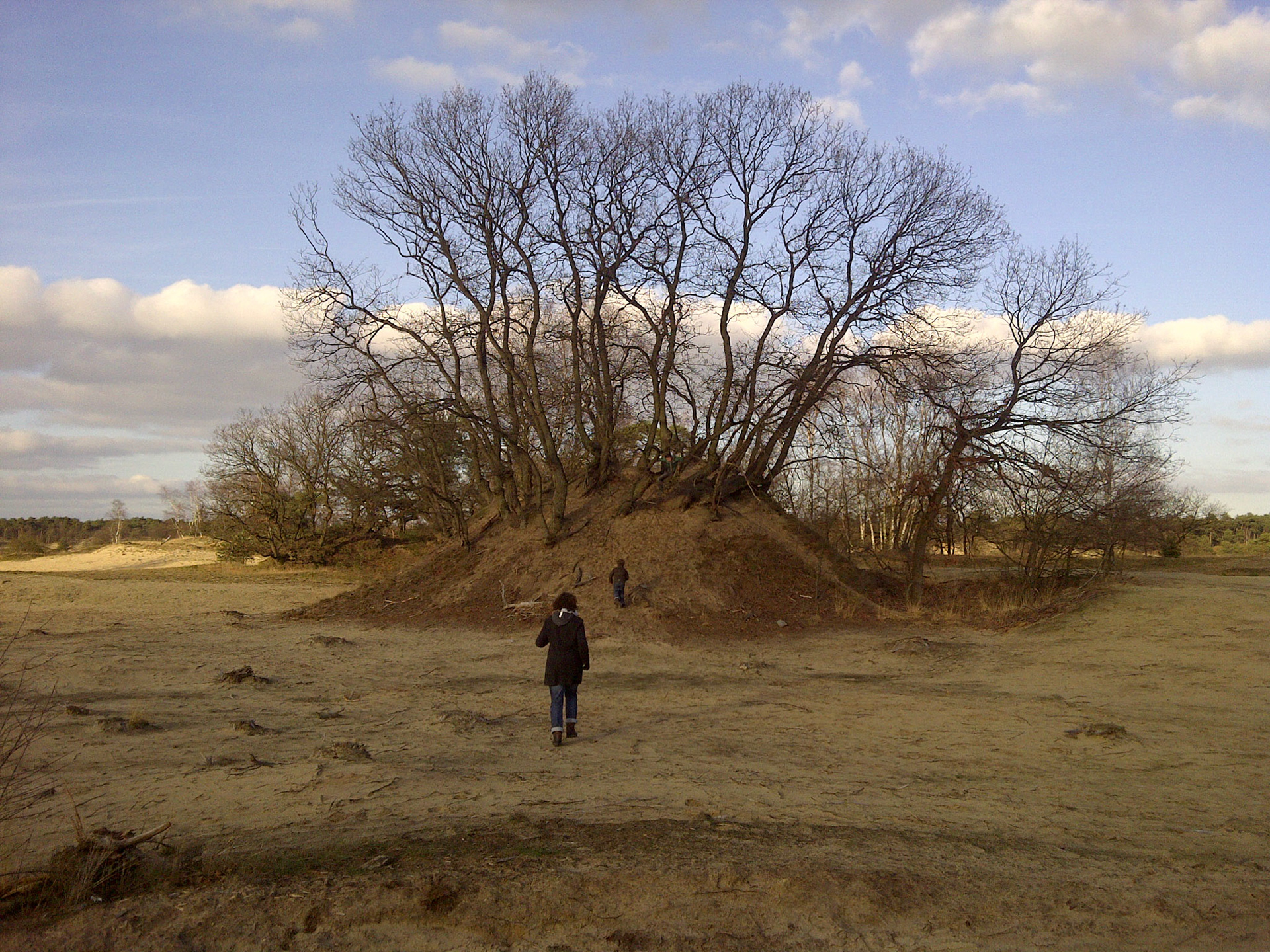 Gestuifde bomen op de Drunense Duinen