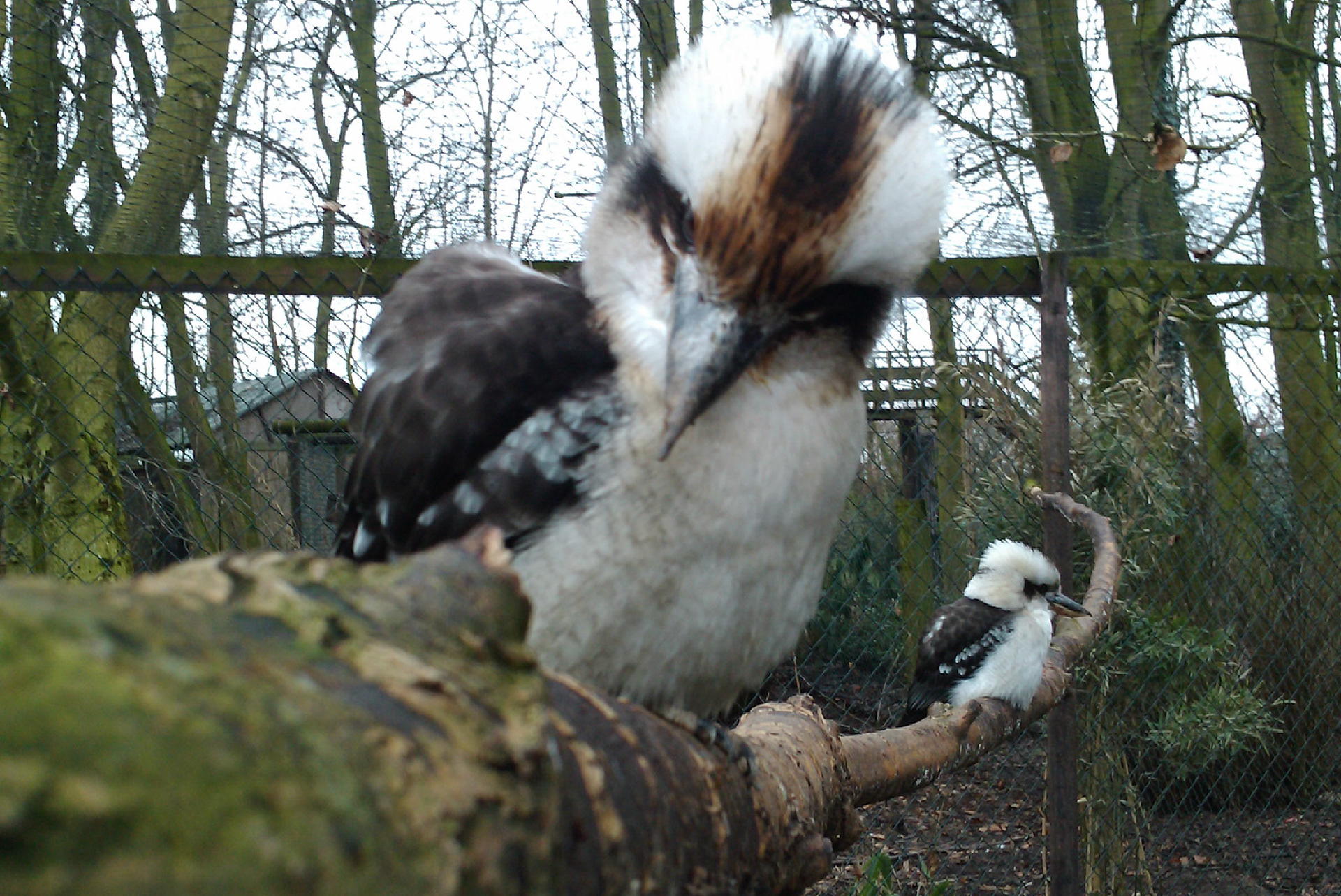 Just one step closer and I'll show you how sharp my Kookaburra beak is