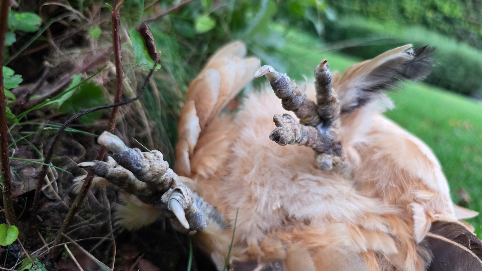 Death of a chicken