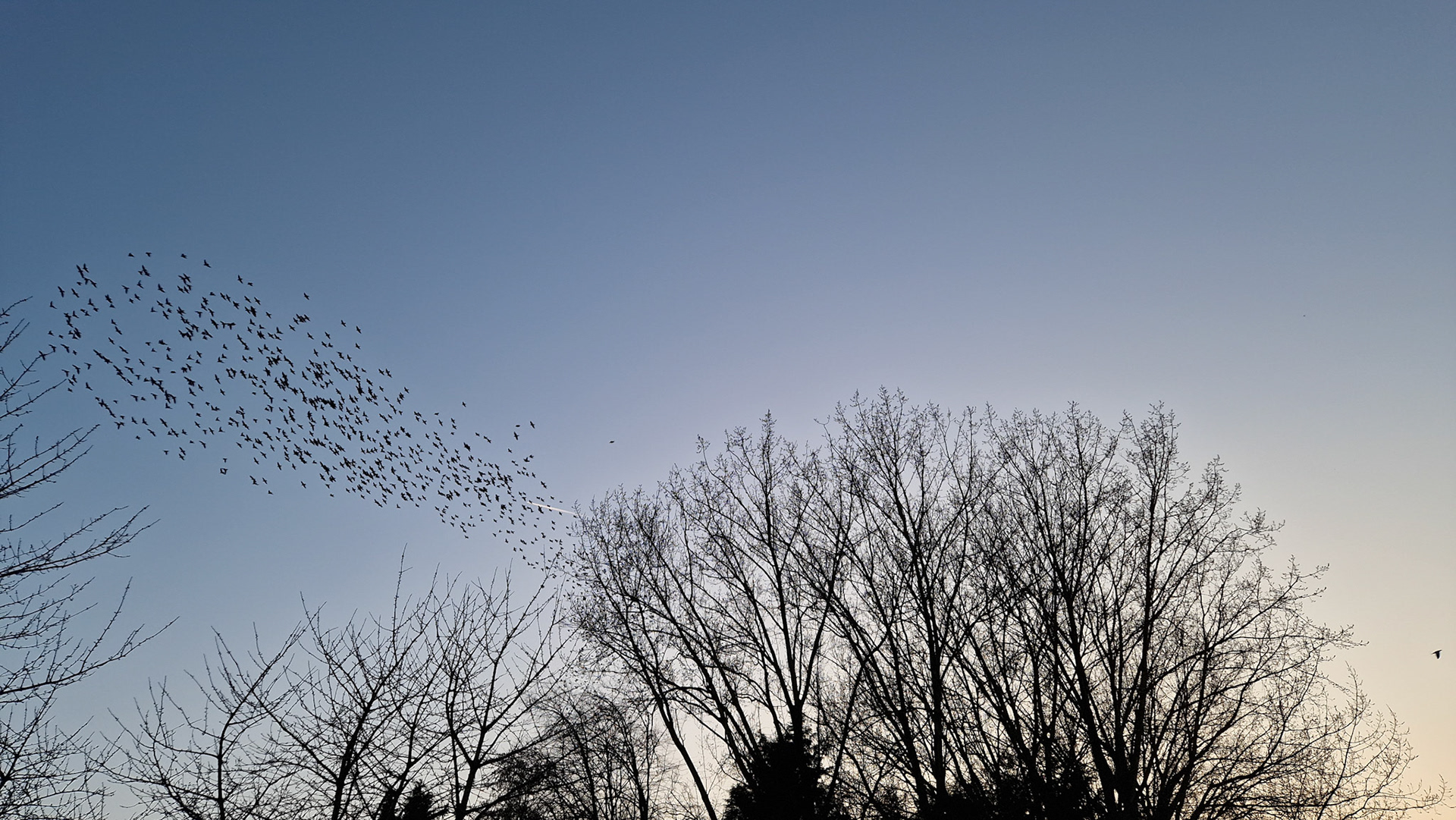 Swarm
