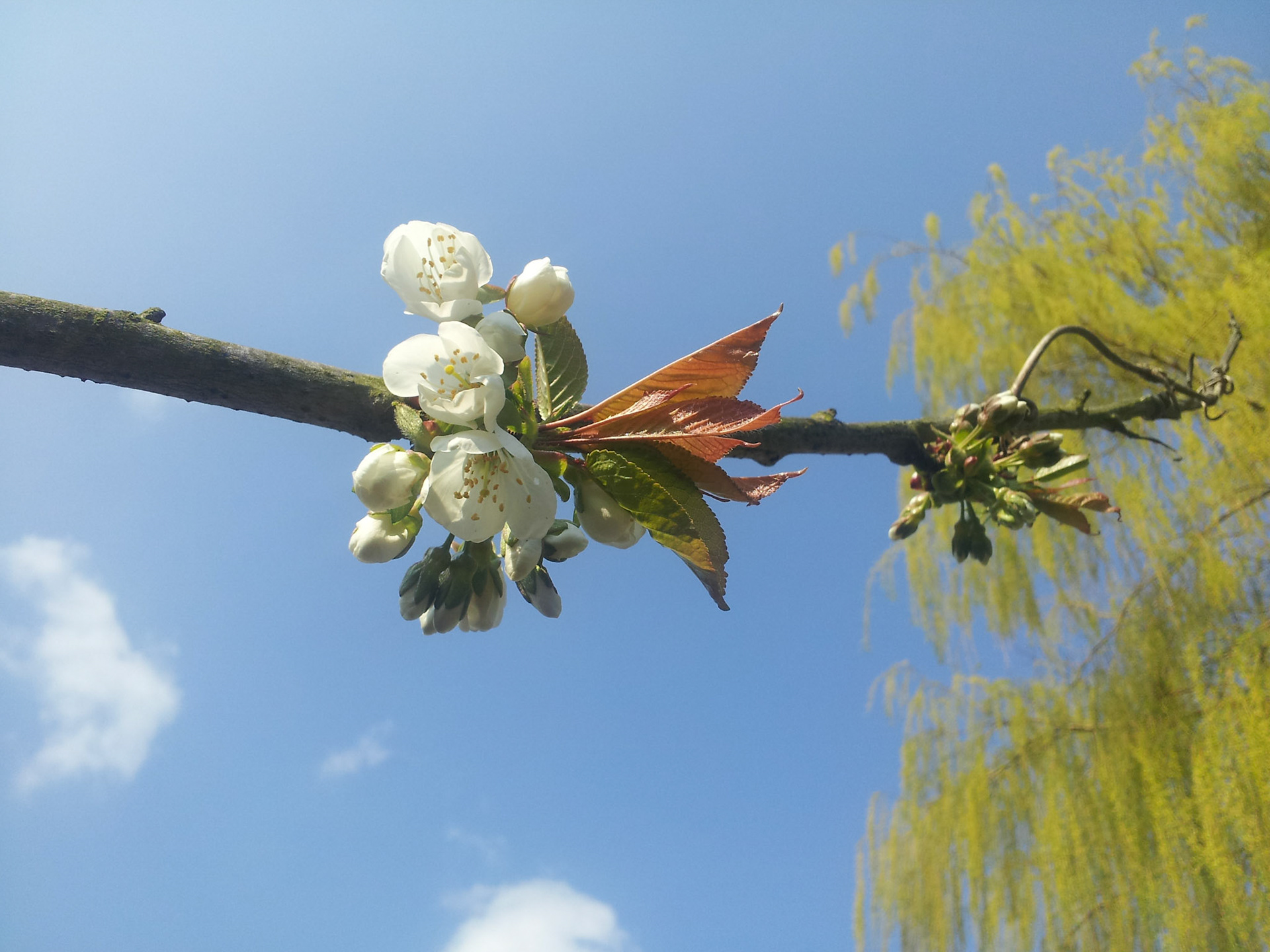 Eerste kersenbloesem in de tuin