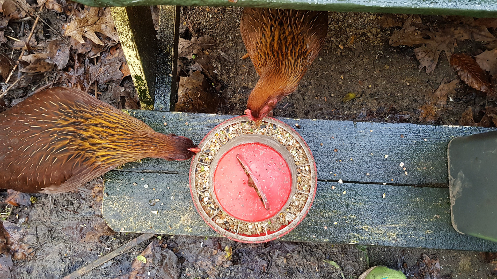Chicken trust