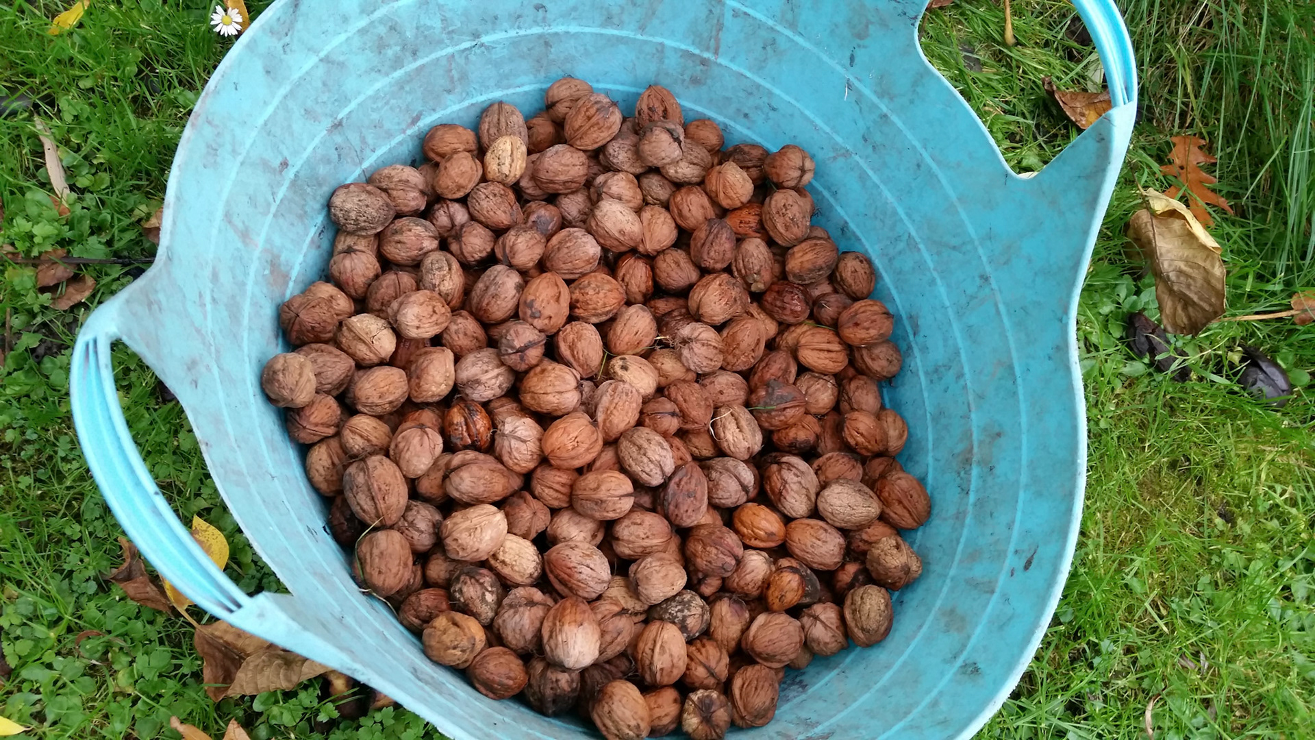 Veel walnoten dit jaar