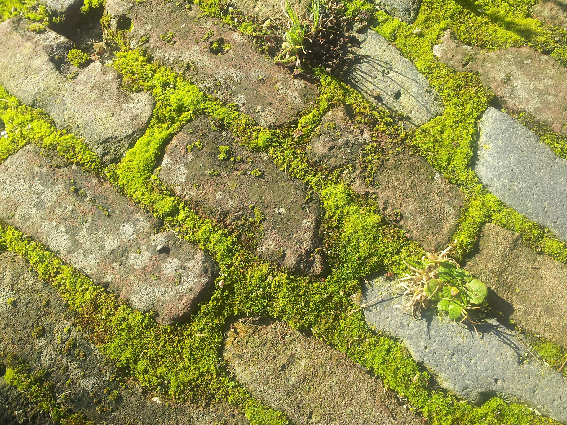 De zon schijnt op het mos