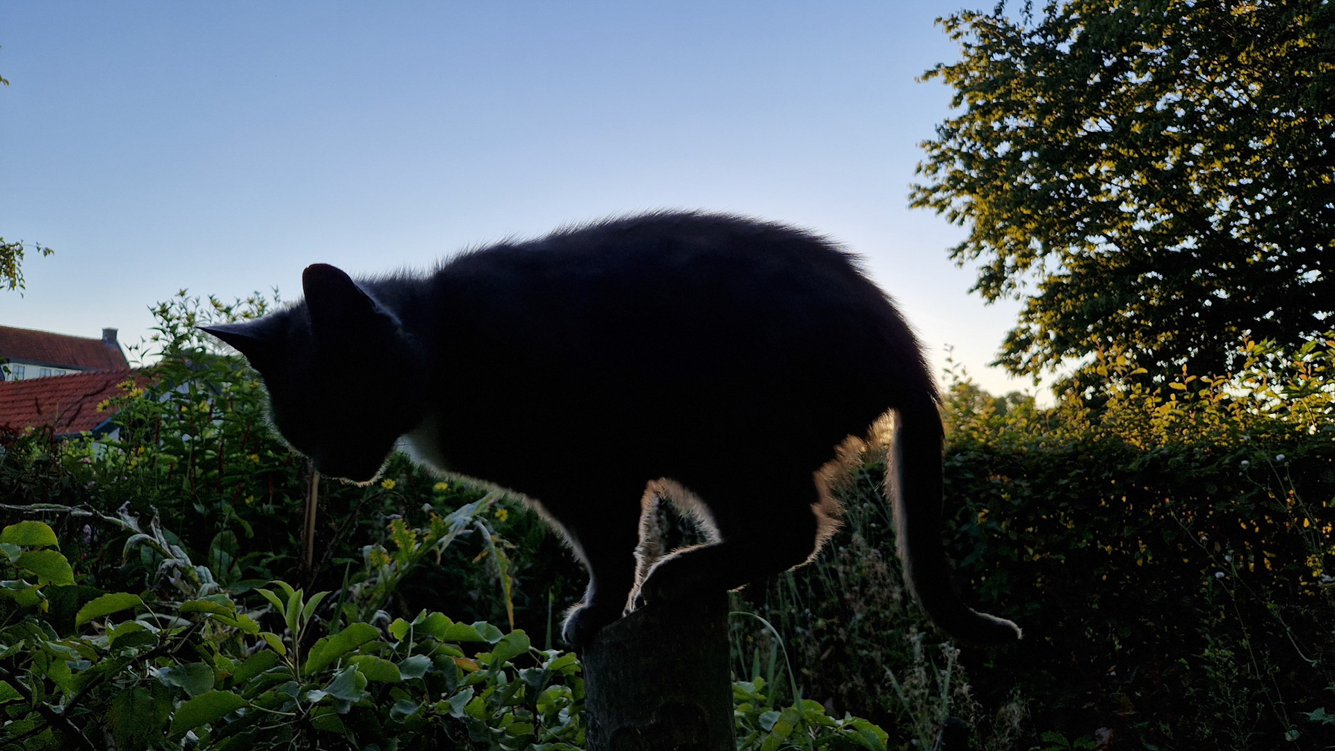 Acrobatic kitty