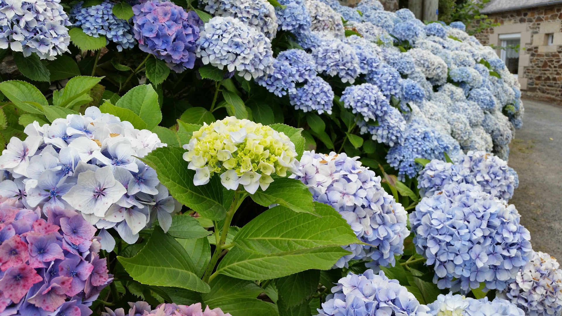 Gewoon wat bloemetjes langs de weg