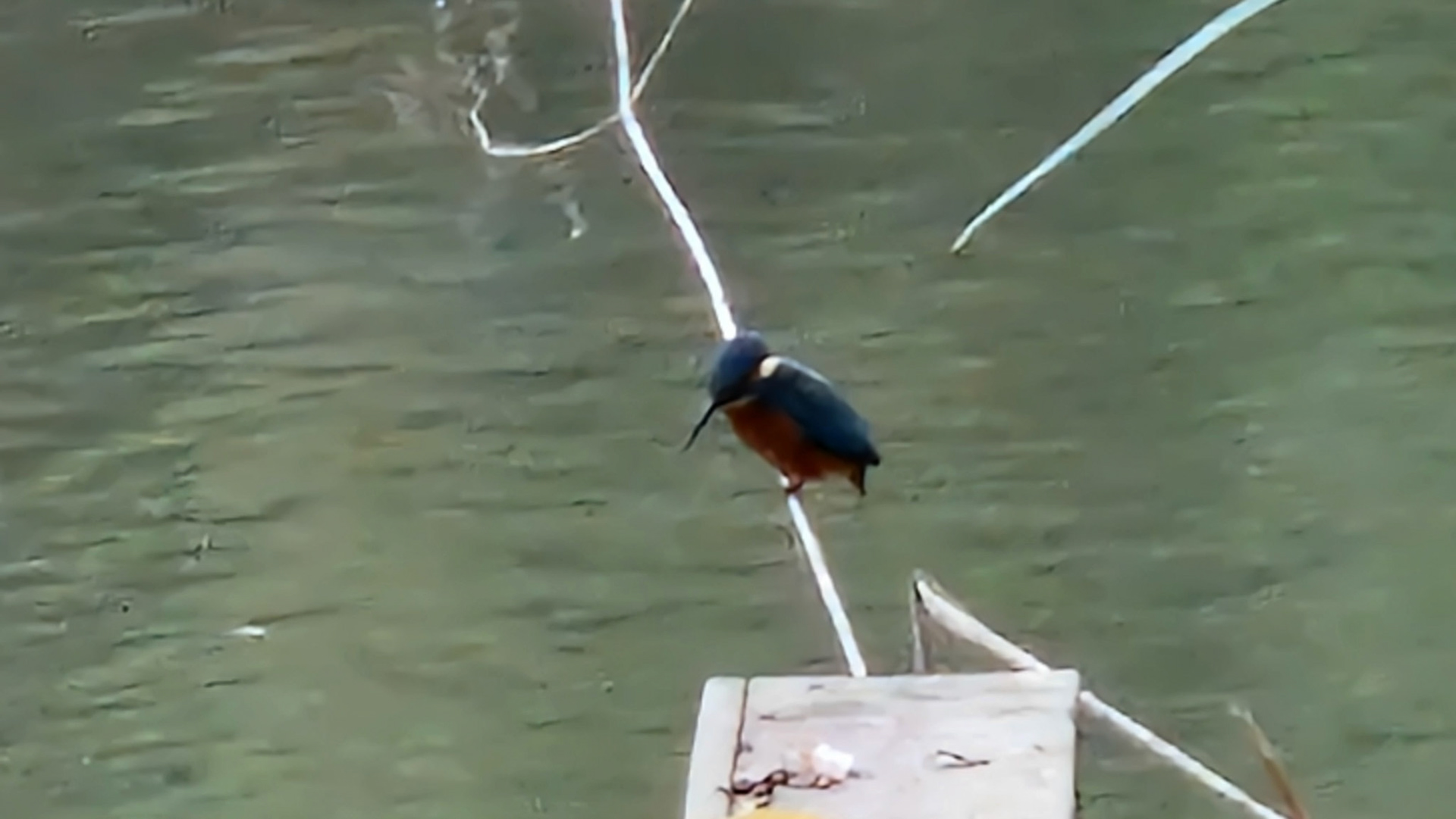 Fishing kingfisher