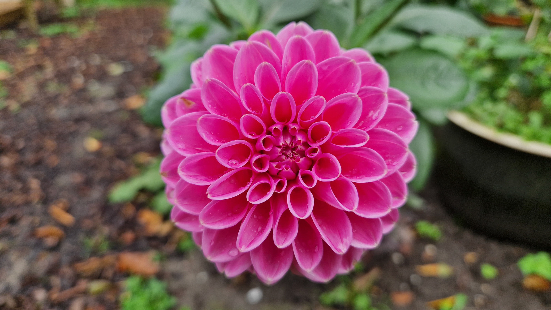 Natte dahlia