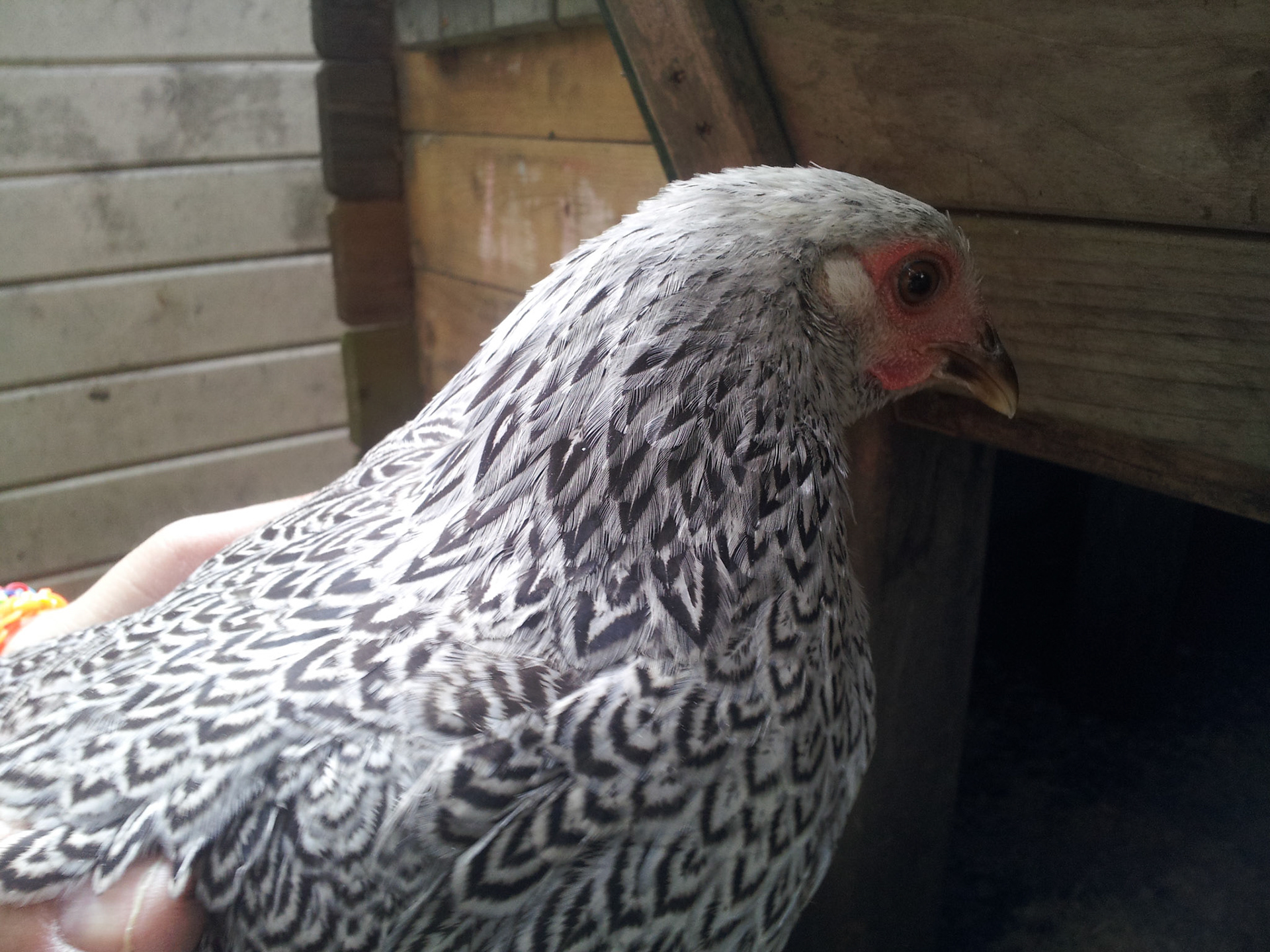 Nieuw hok nieuwe kippen!