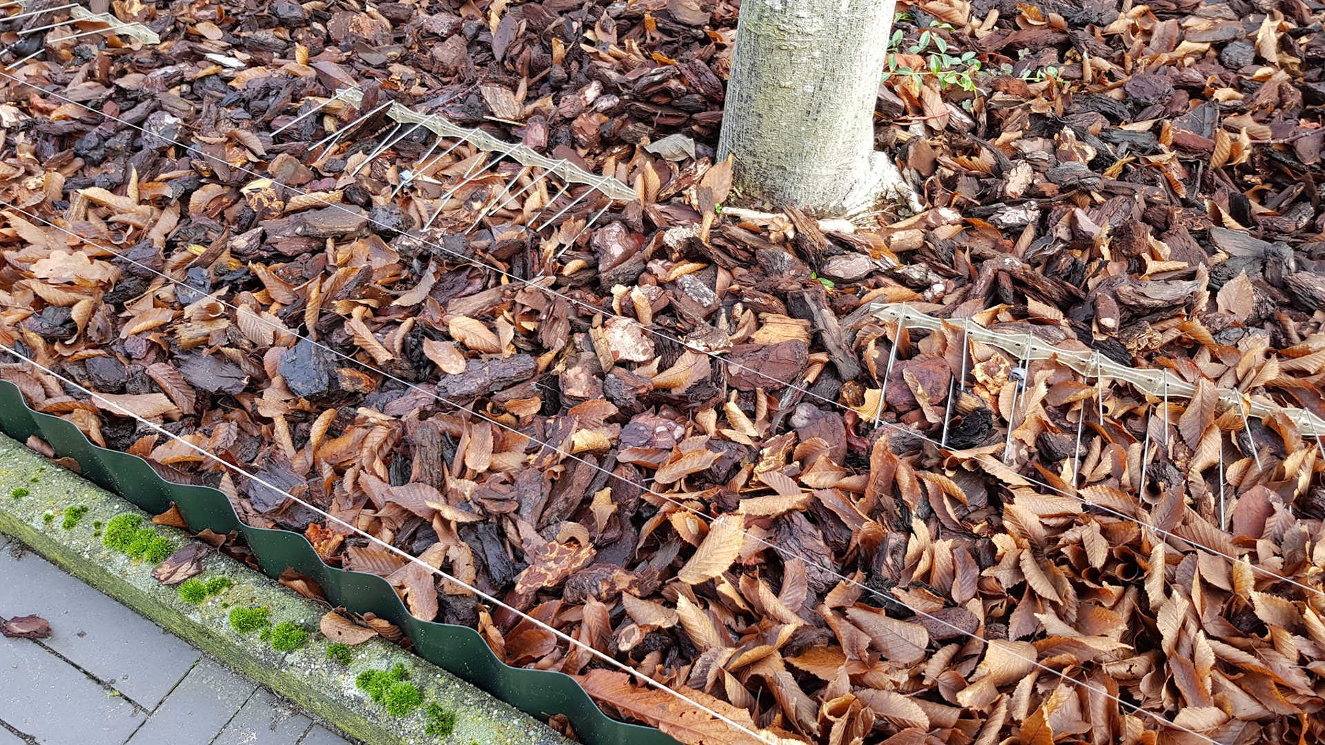 Merelafsckrikmechanisme