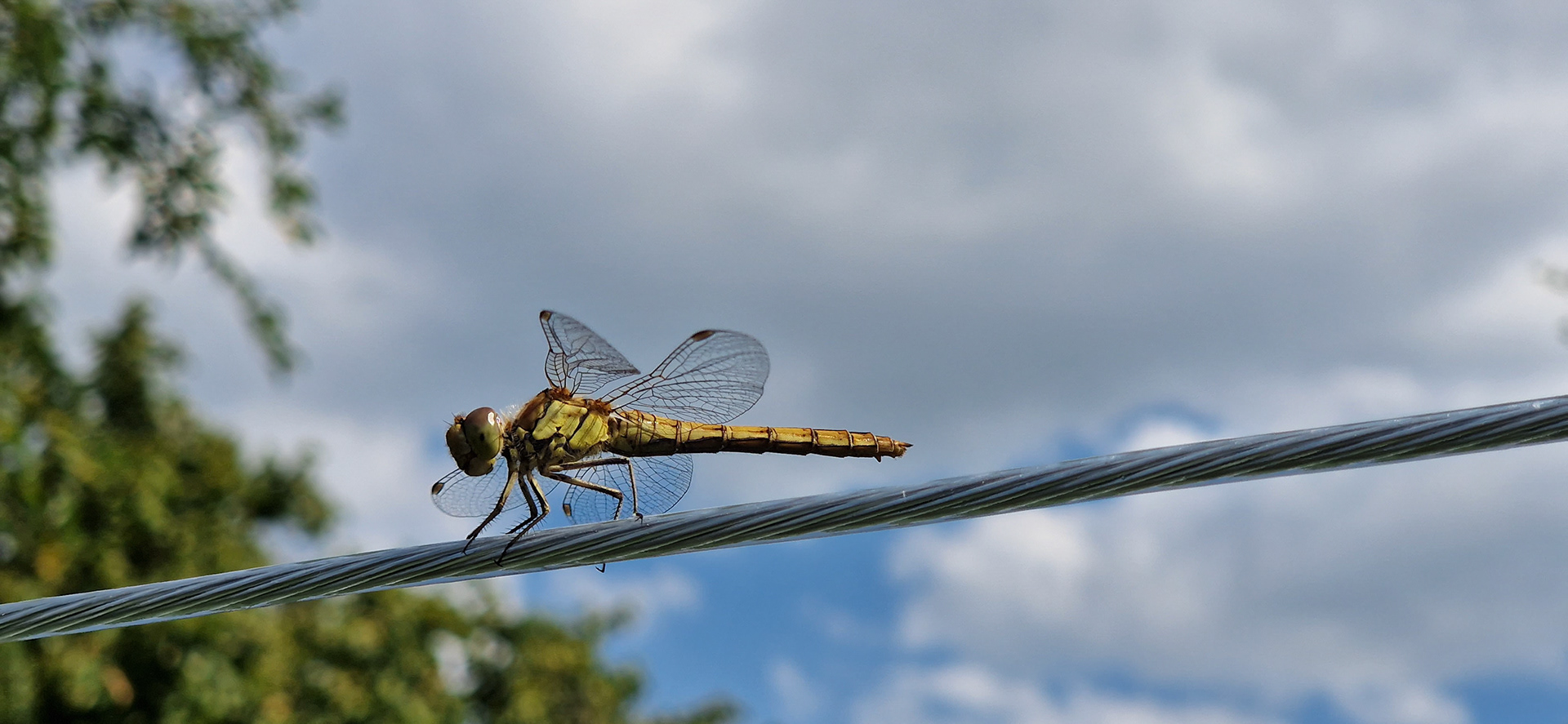 Impressive dragonfly