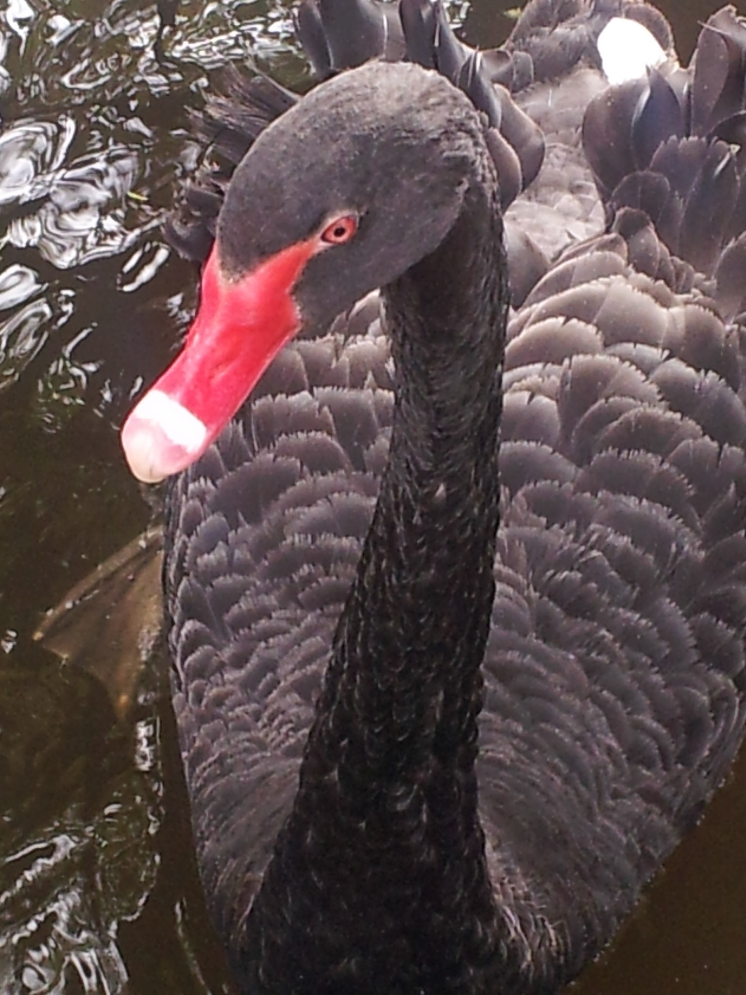 Black Swan