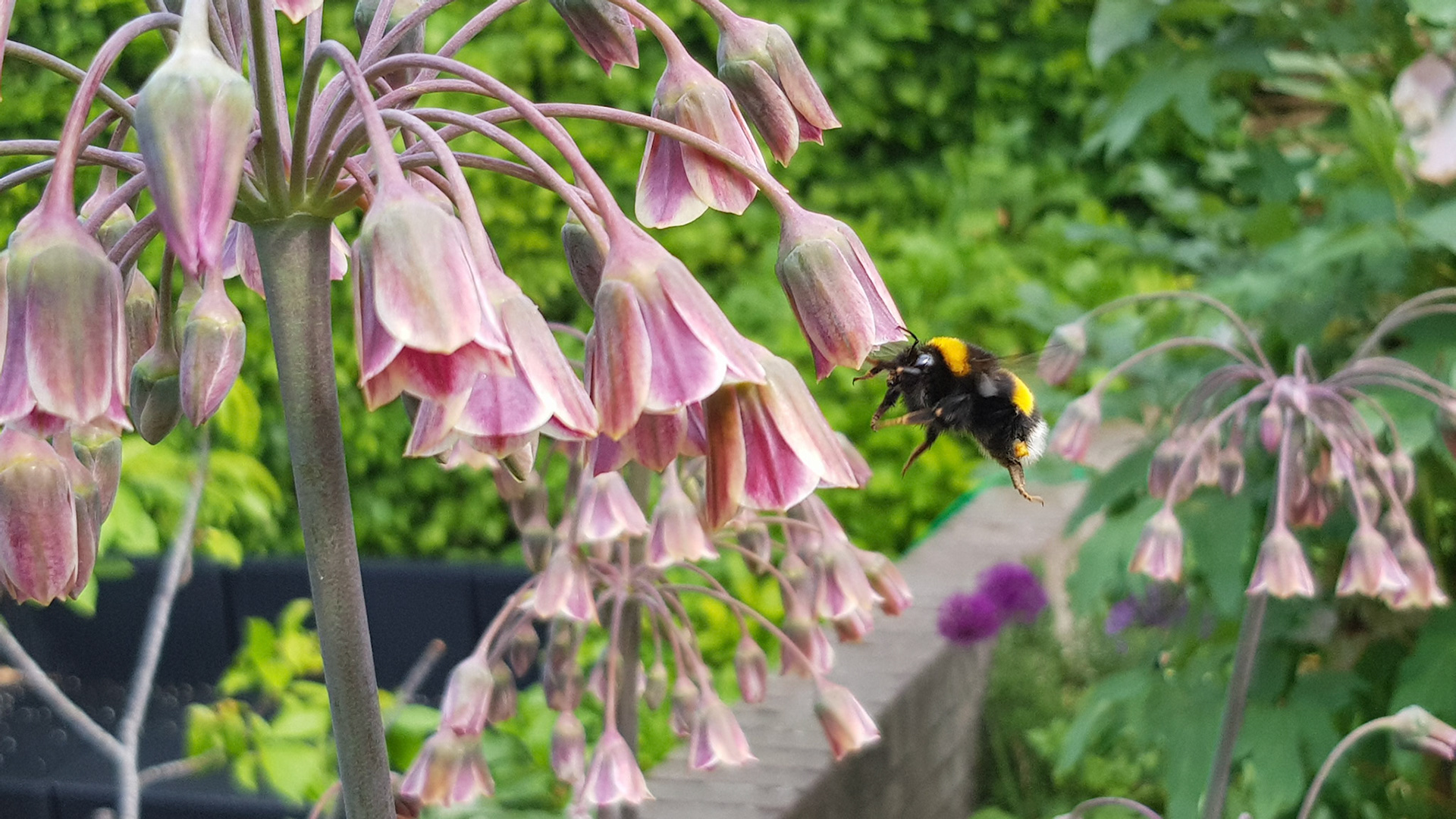 Chopper size bumblebee