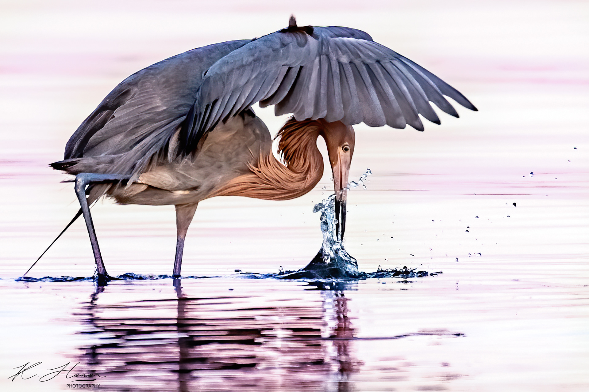 Reddish Egret in the early morning light