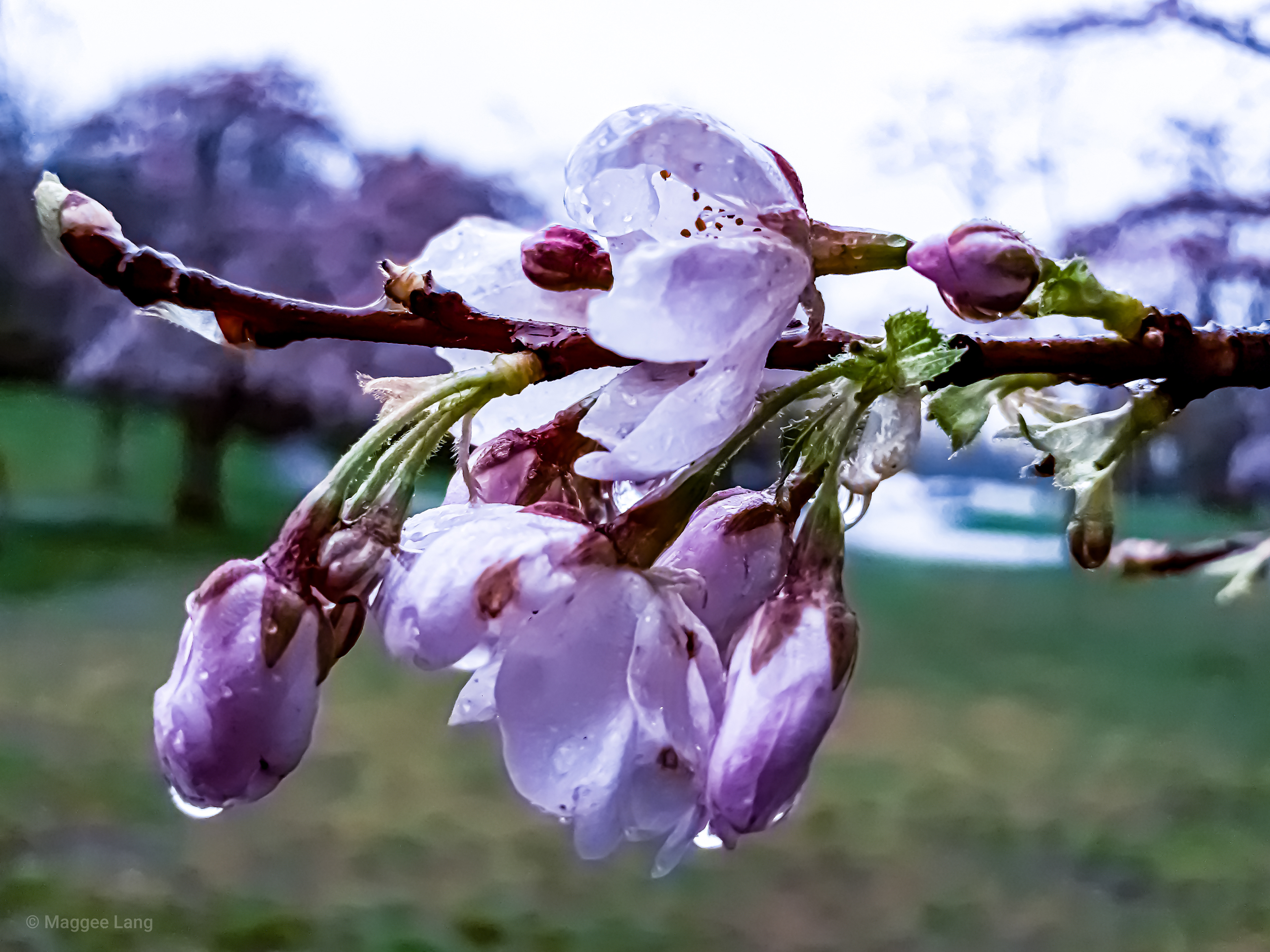 Weeping Sakura's (Blossoms in the rain #2)