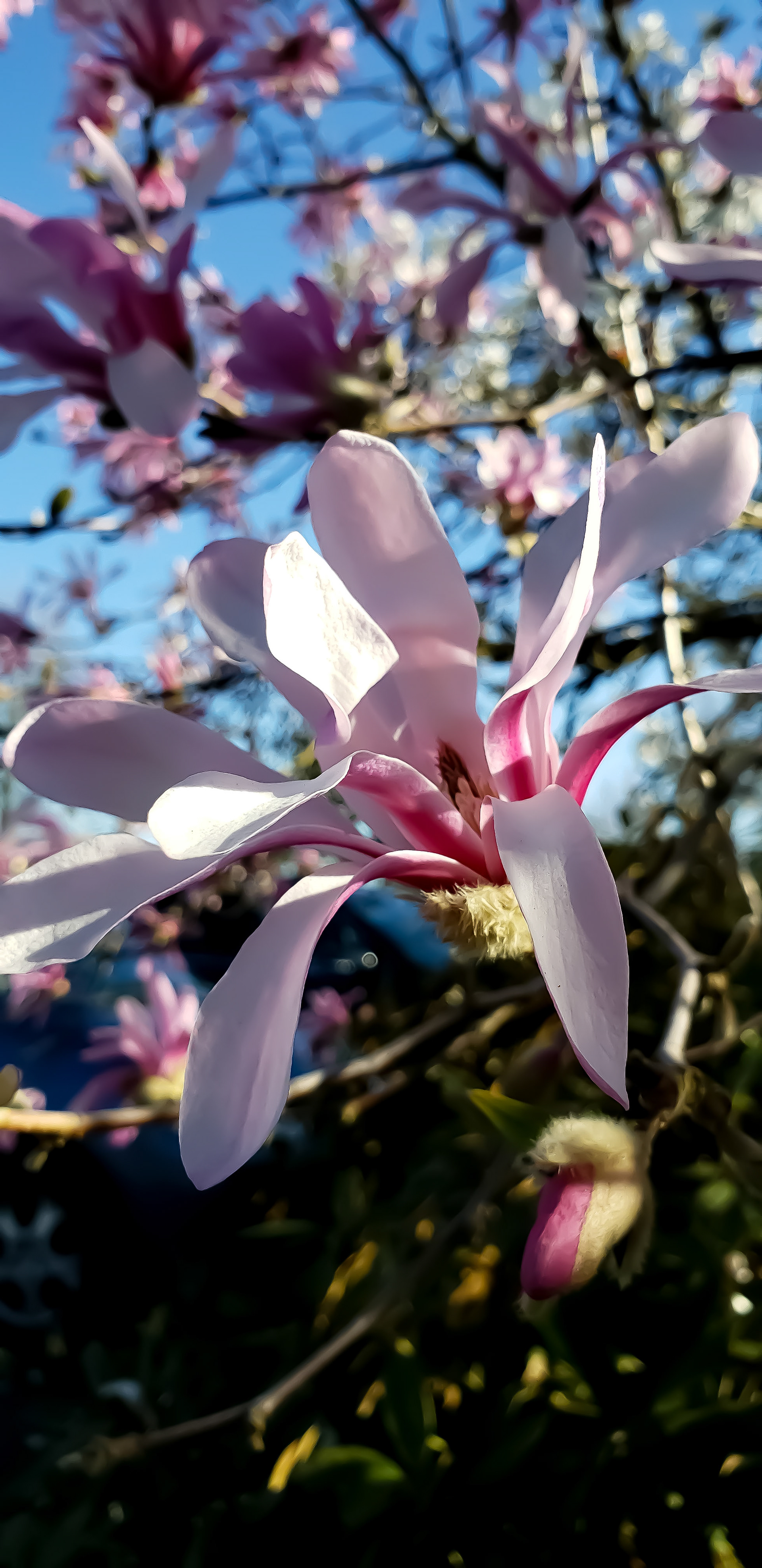 Magnolia
