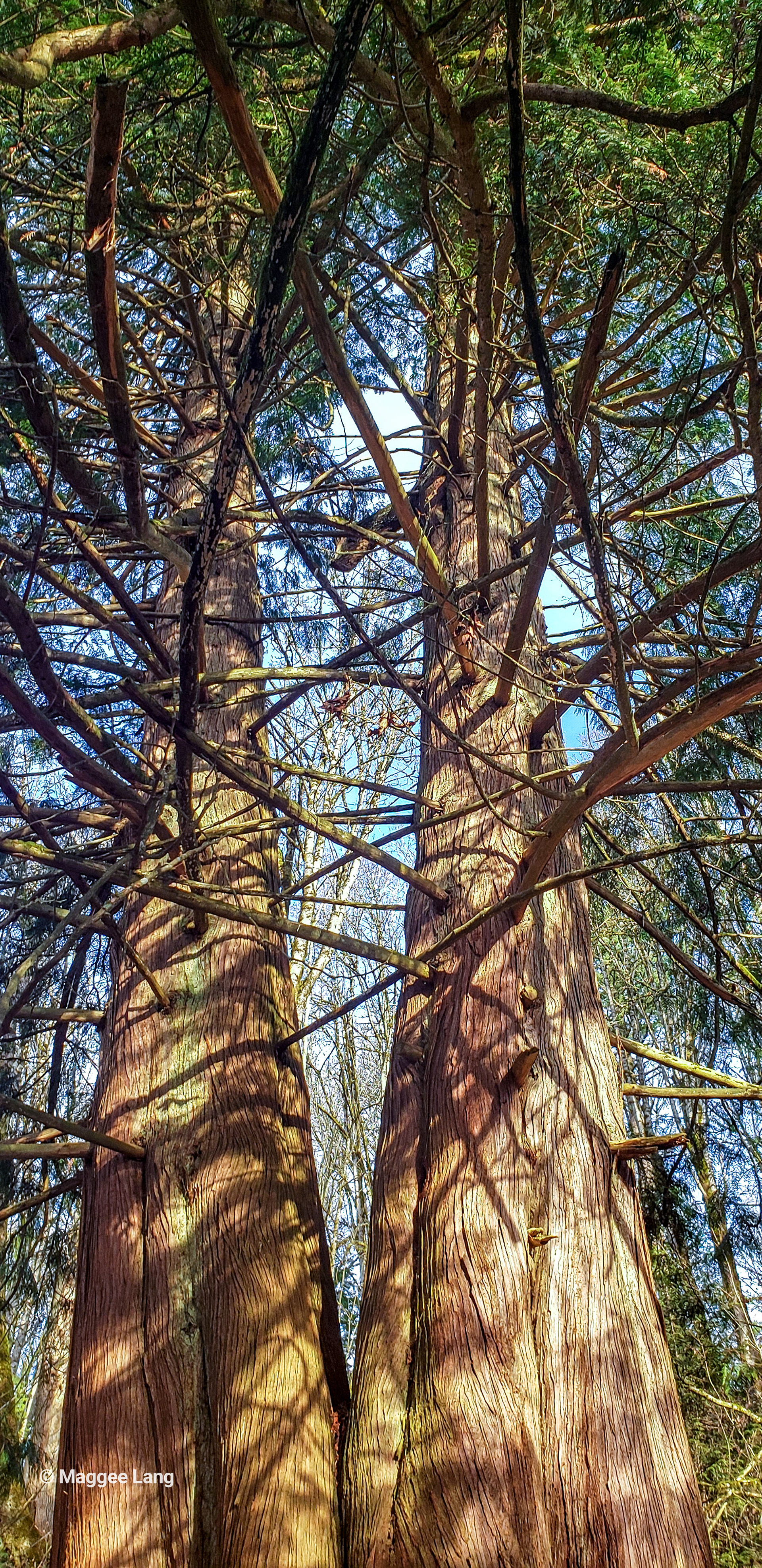 Twin Redwood Cedar Trees