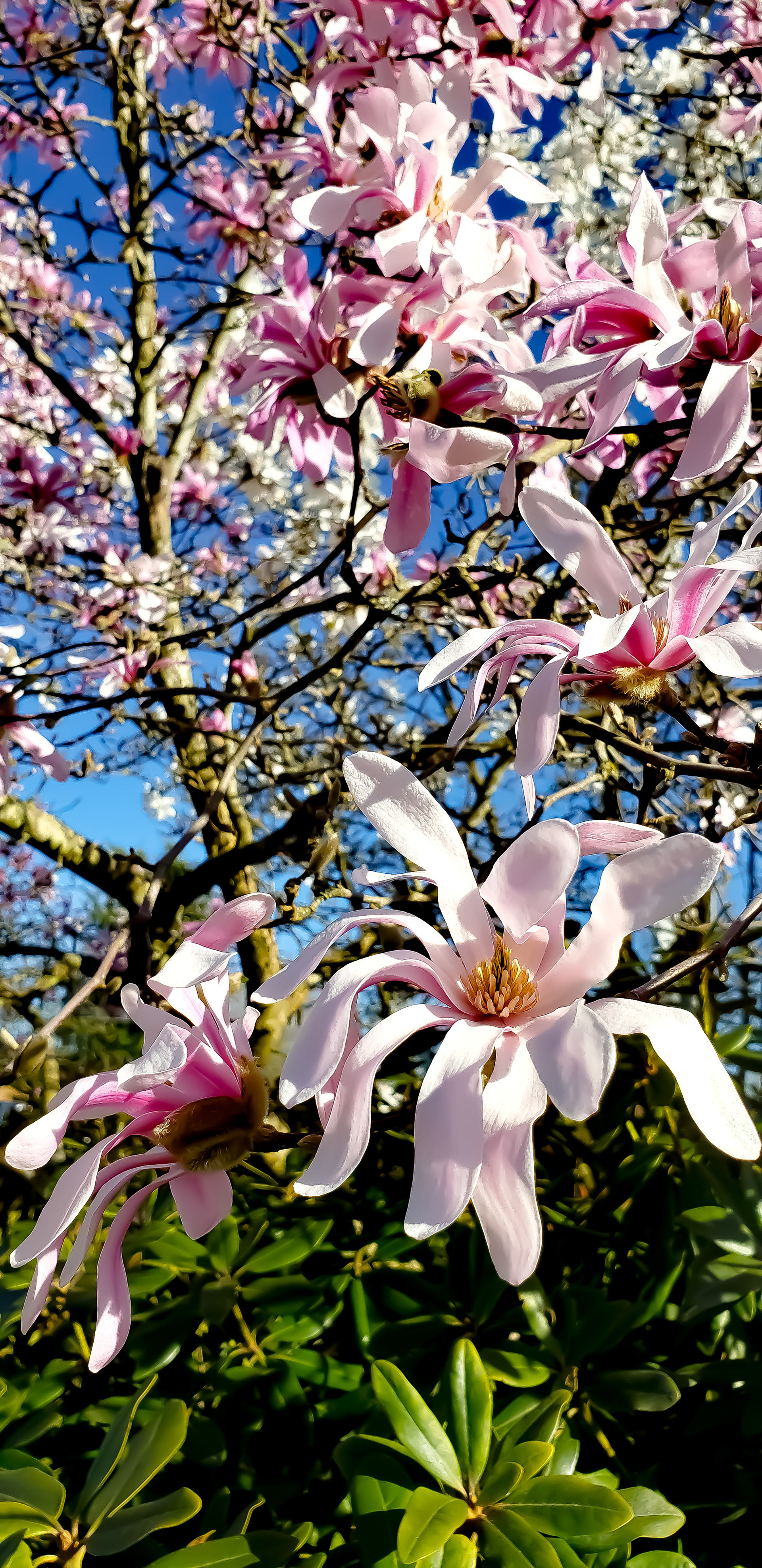 Magnolias