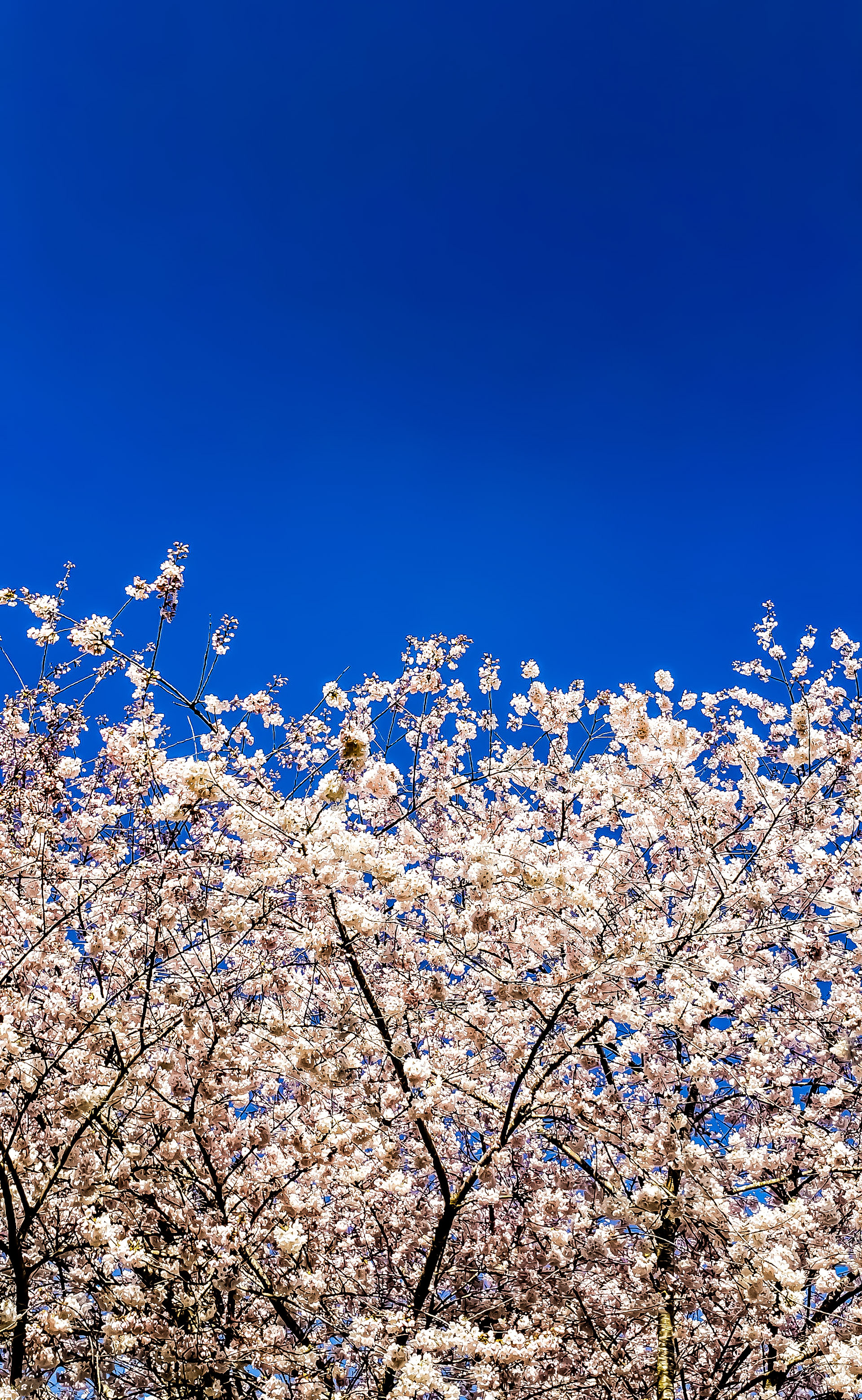 Sakura's (Cherry Blossoms)