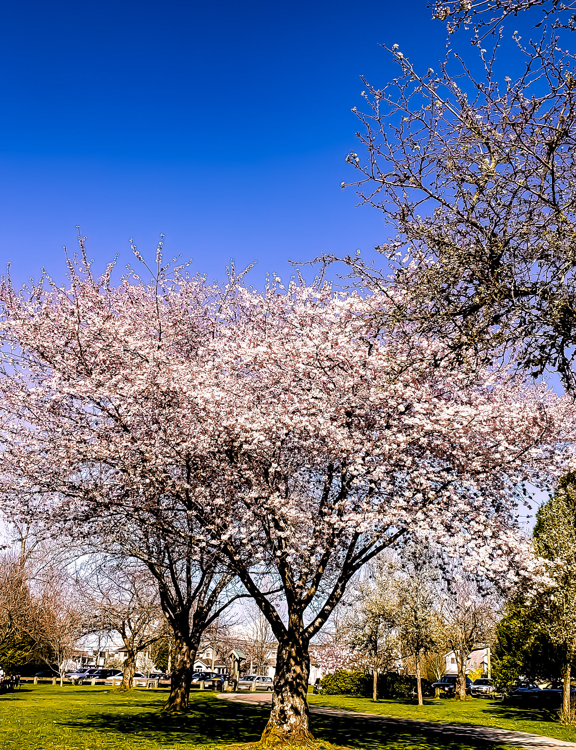 Queen Elizabeth Park, Vancouver Canada