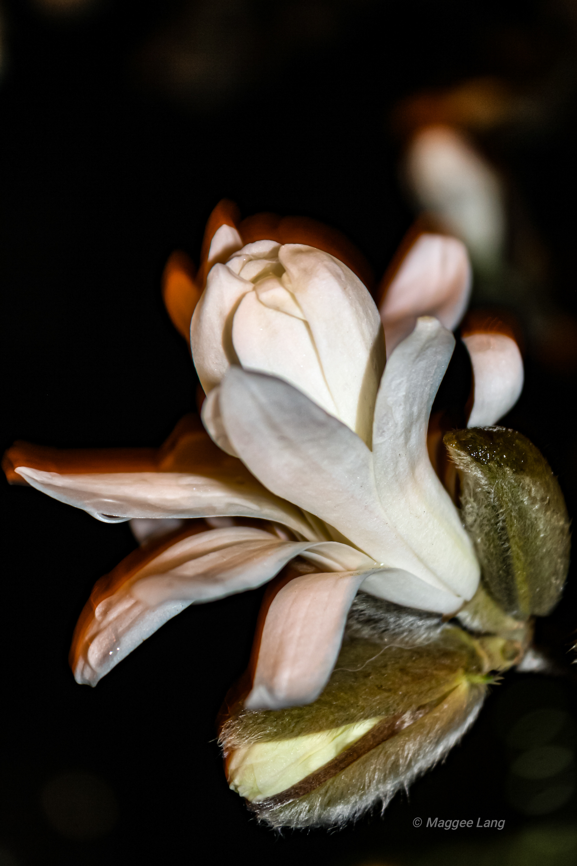 Magnolia Blooms at Night
