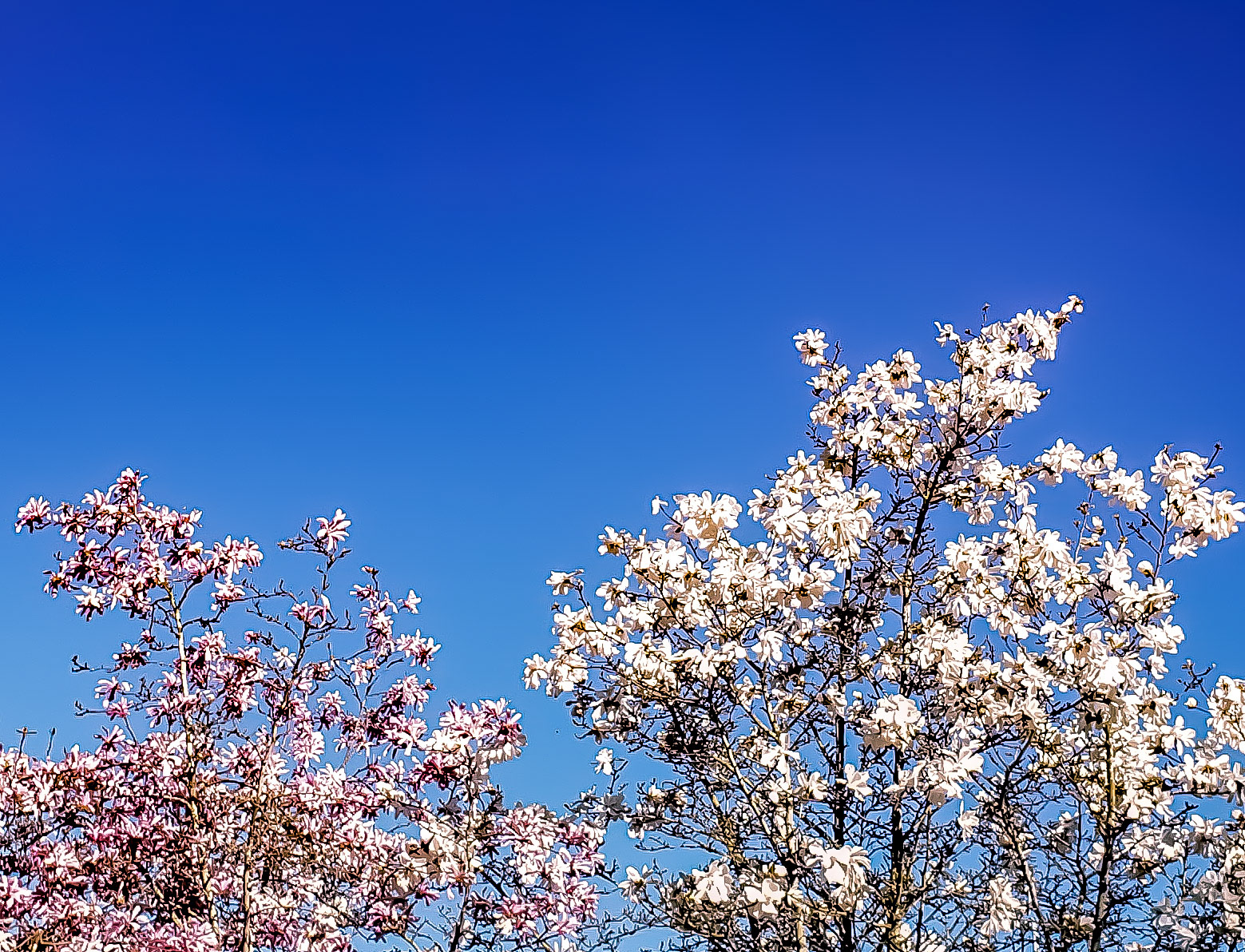 Shades of Sakura