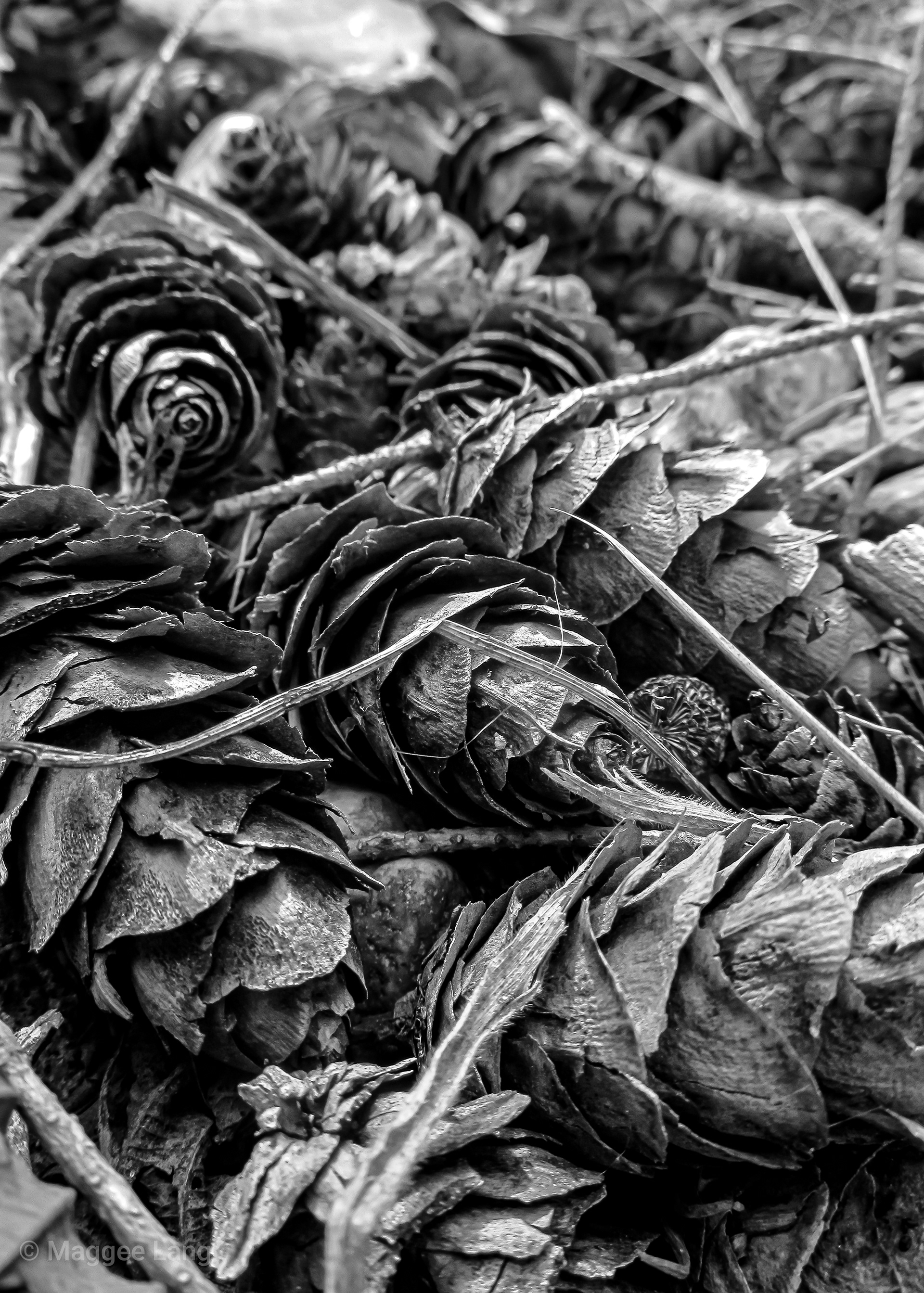 Pinecone Roses
