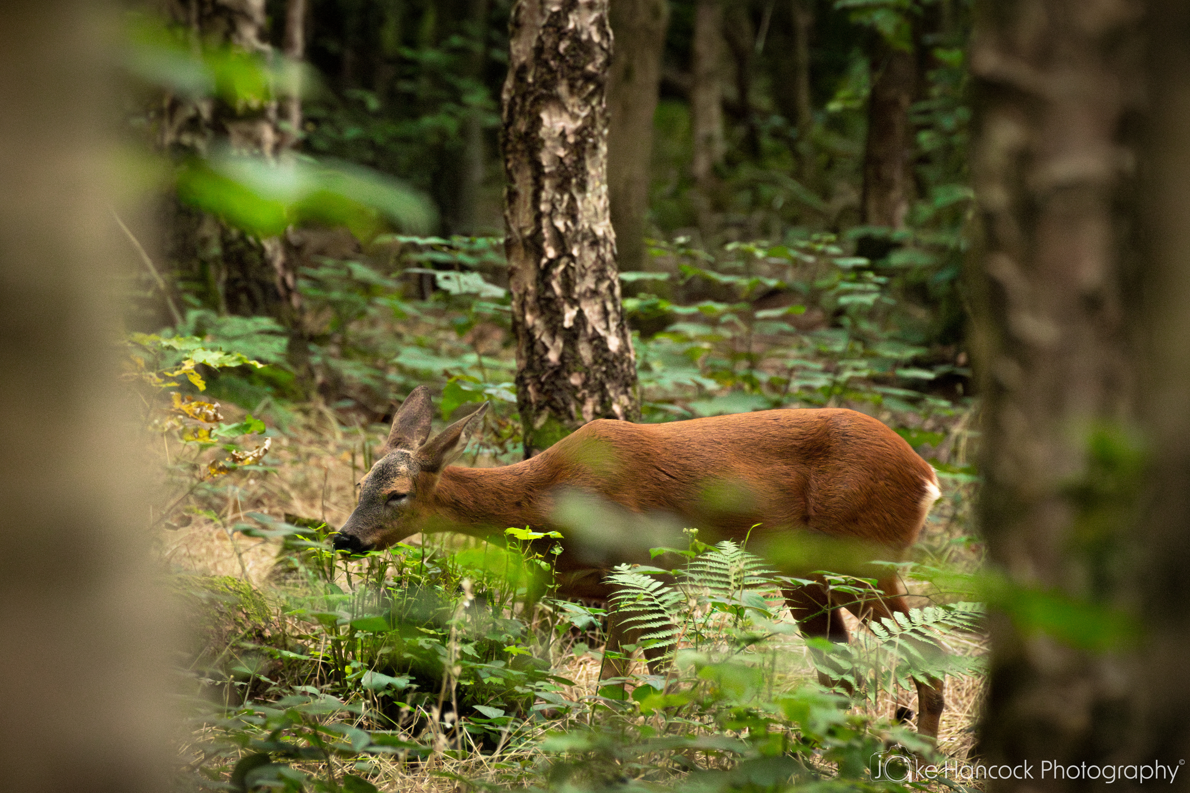 Shutter Speed - 1/125 | Aperture - F7.1 | ISO - 2000